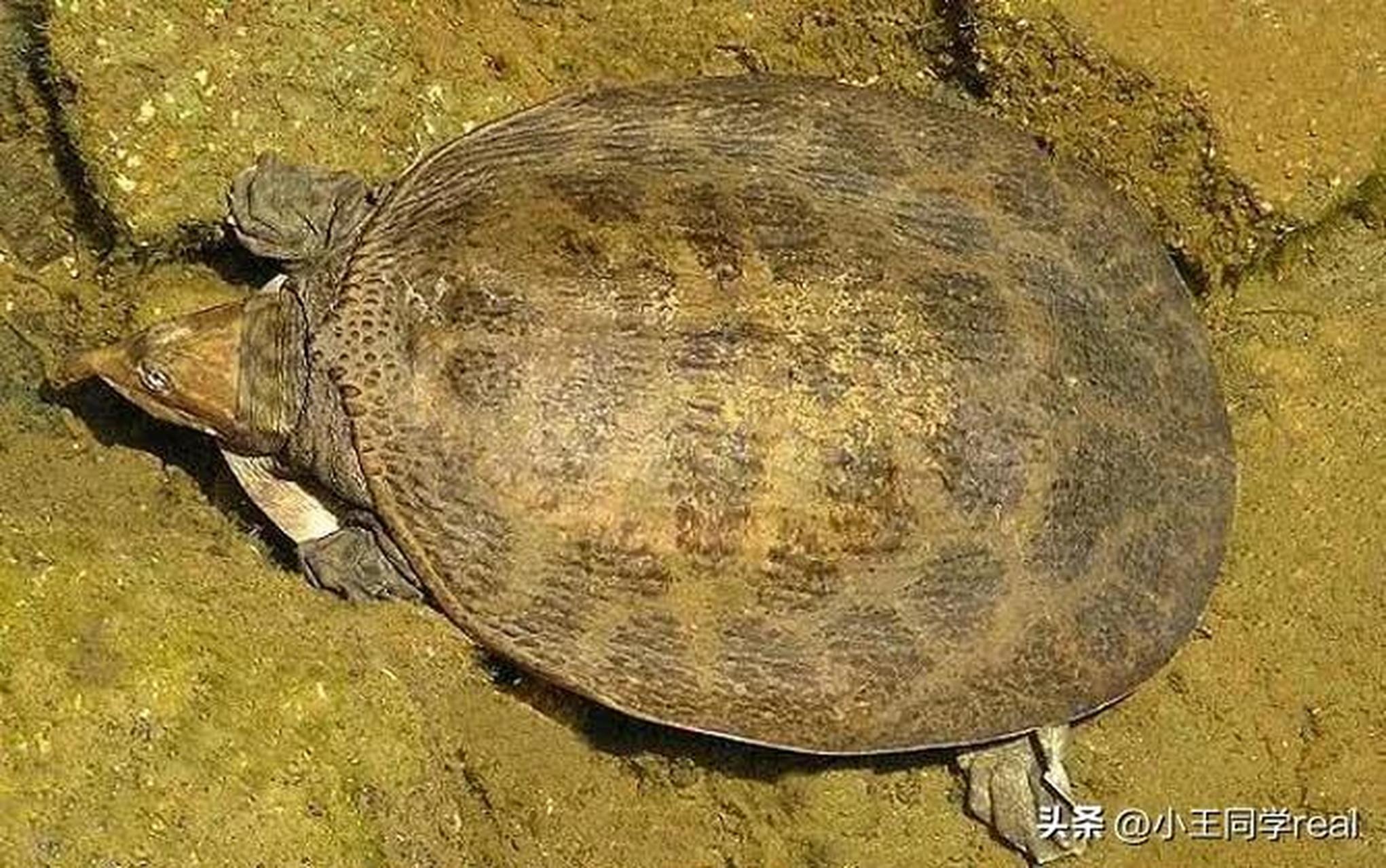 美国珍珠鳖是不可以放生的.