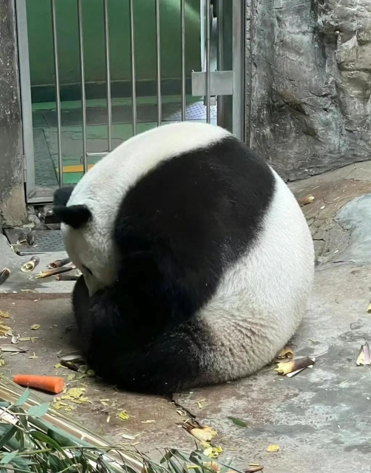 大熊猫萌萌微博超话图片