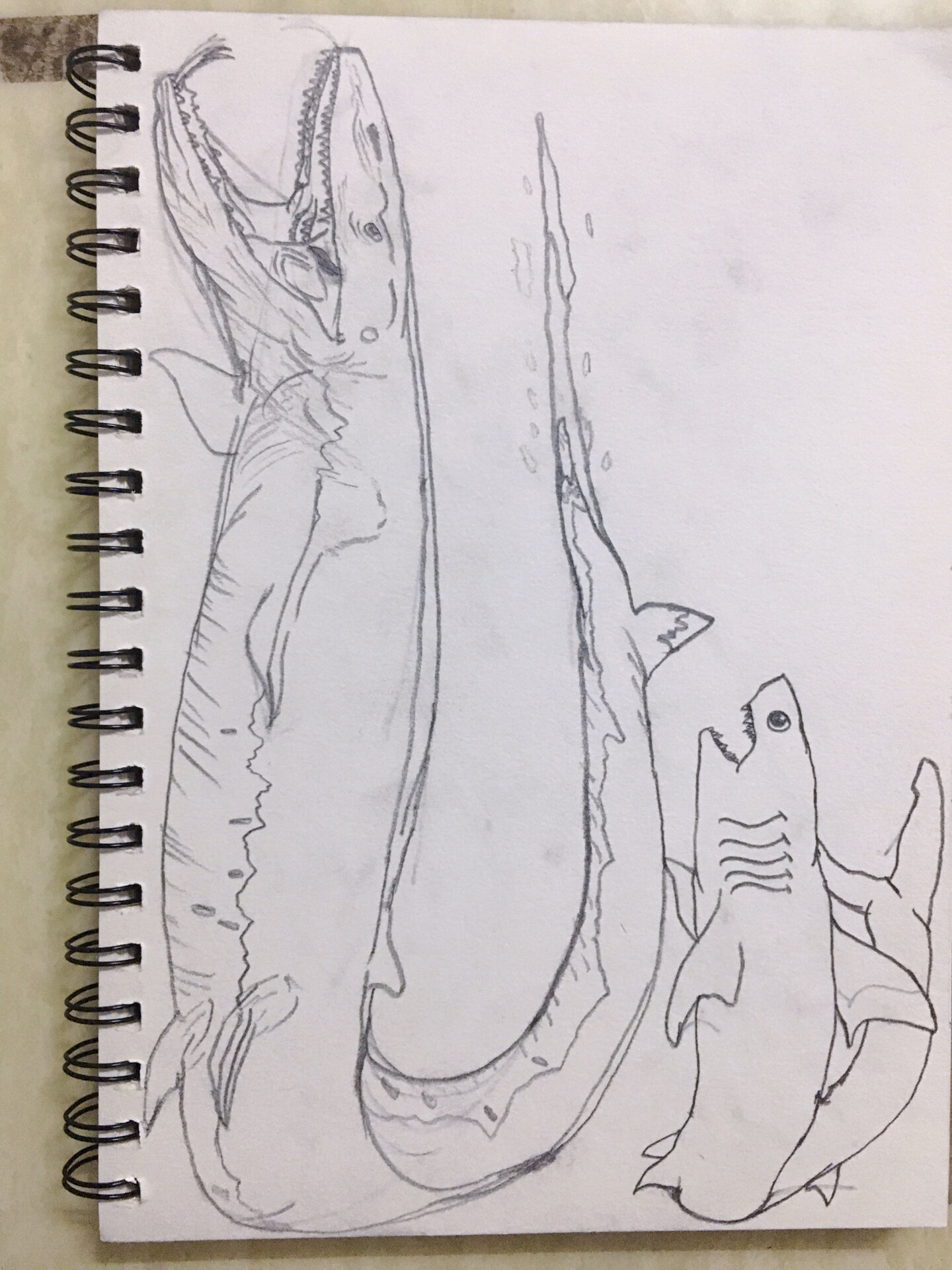 暑假去哪儿96恐龙简笔画沧龙大战白垩刺甲鲨