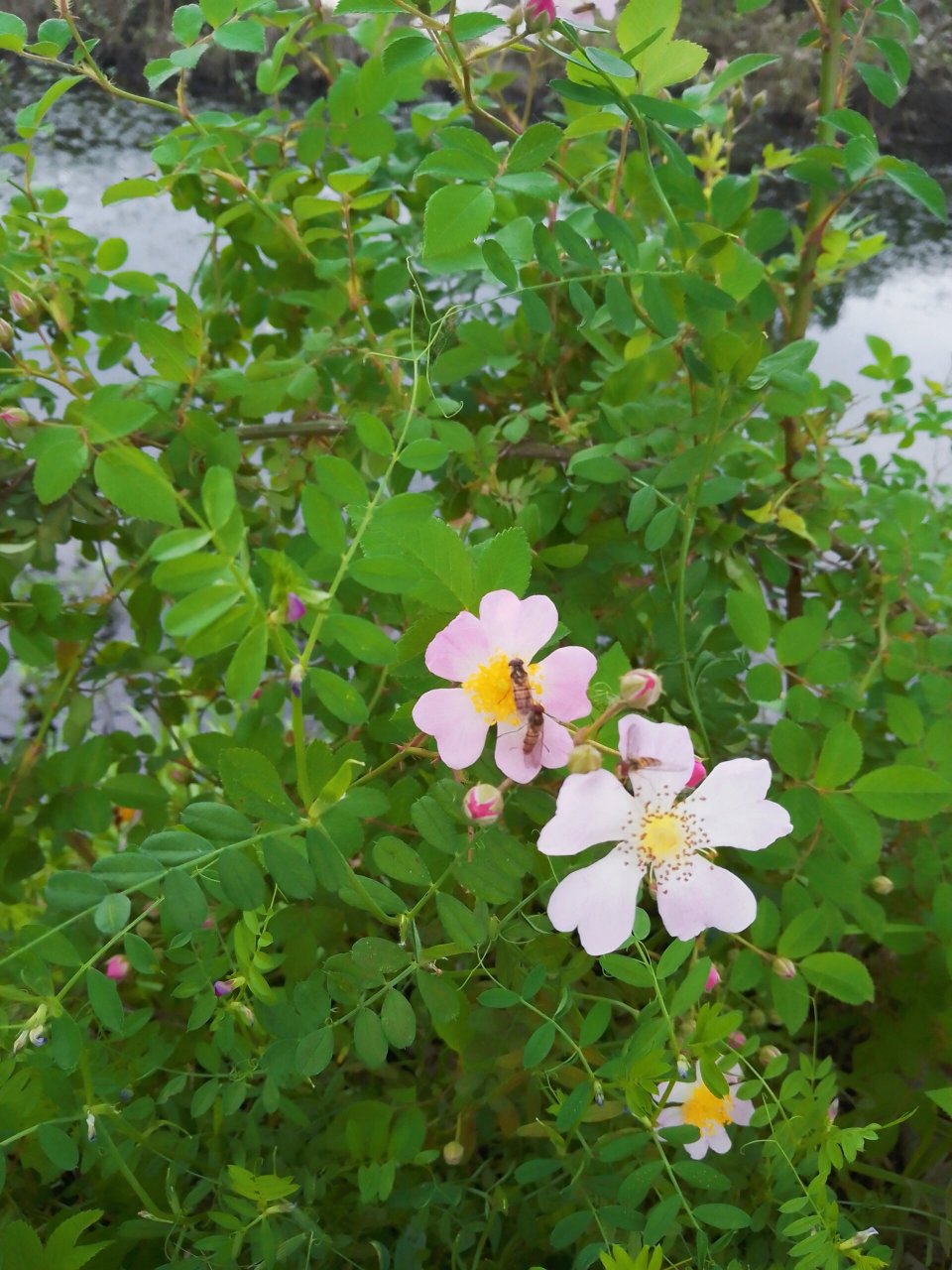刺花