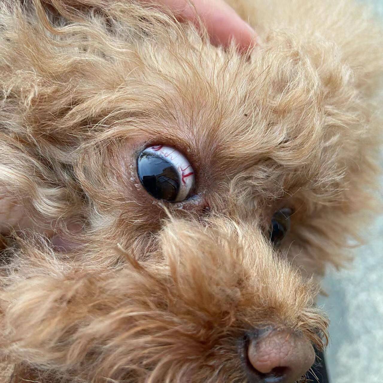 狗狗眼球"红血丝"像虫子?是眼线虫?