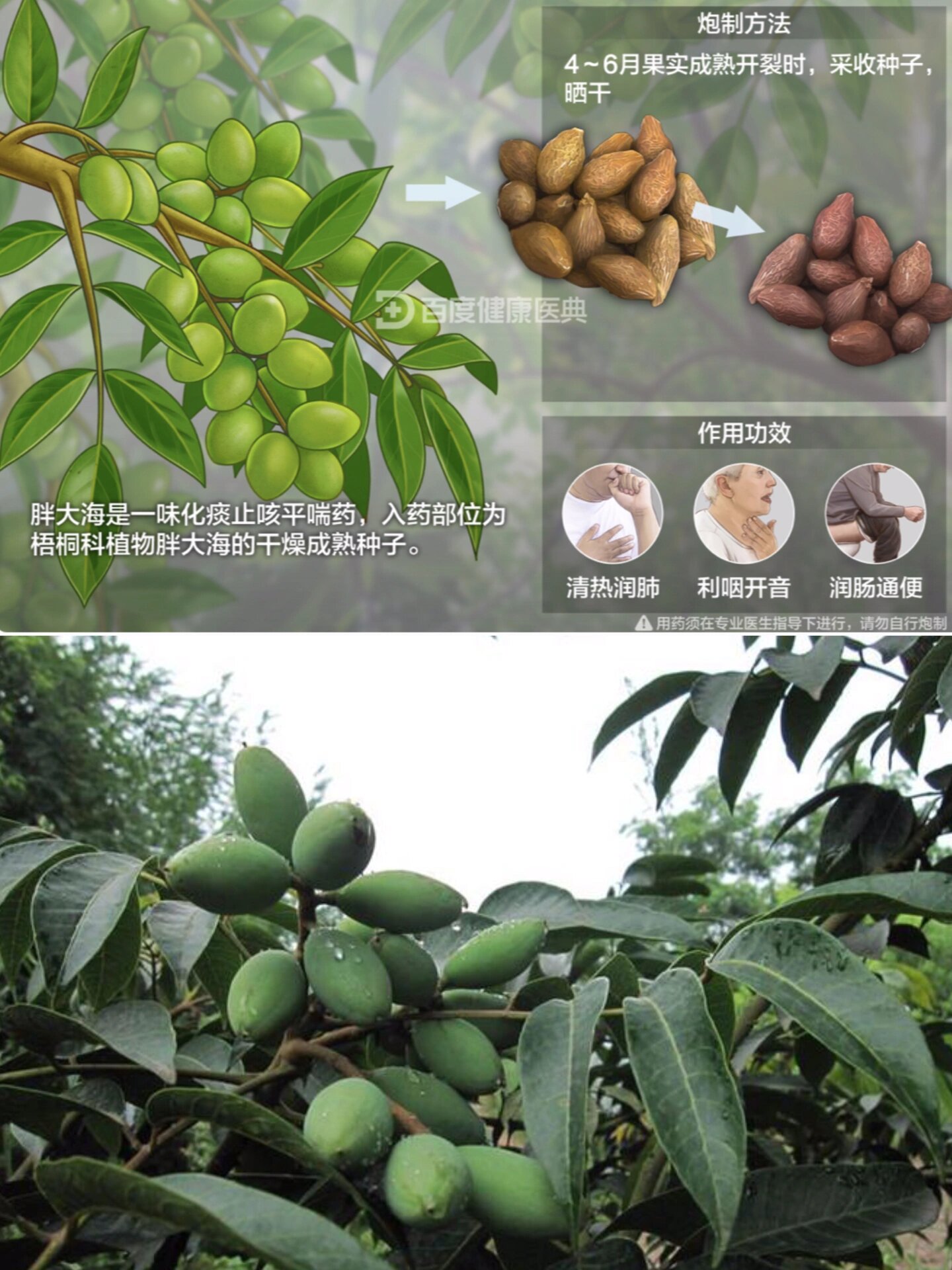 每天认识一种中草药——胖大海 91胖大海别名: 安南子,大洞果,胡