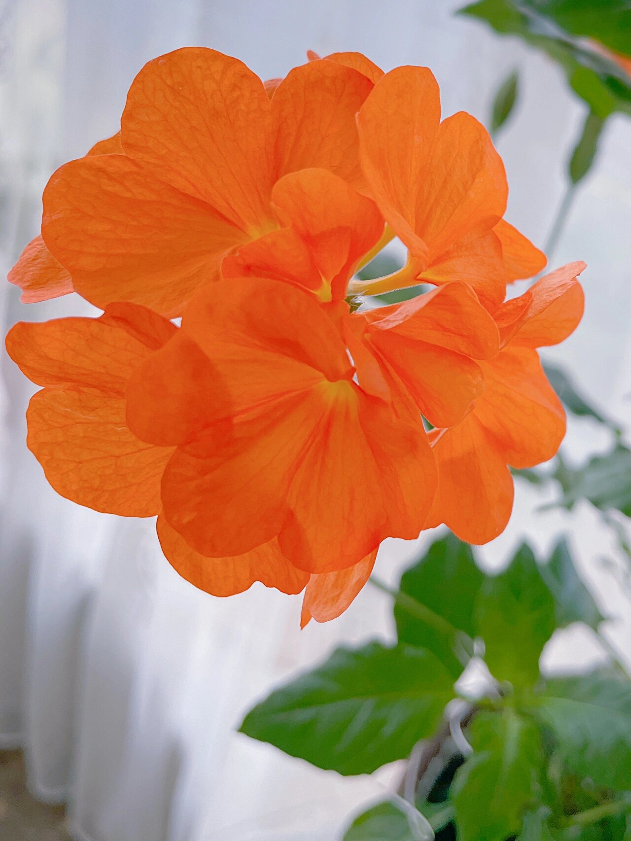 耐热植物推荐--鸟尾花 入夏以来家里草花陆续挂掉 鸟尾花却一直表现