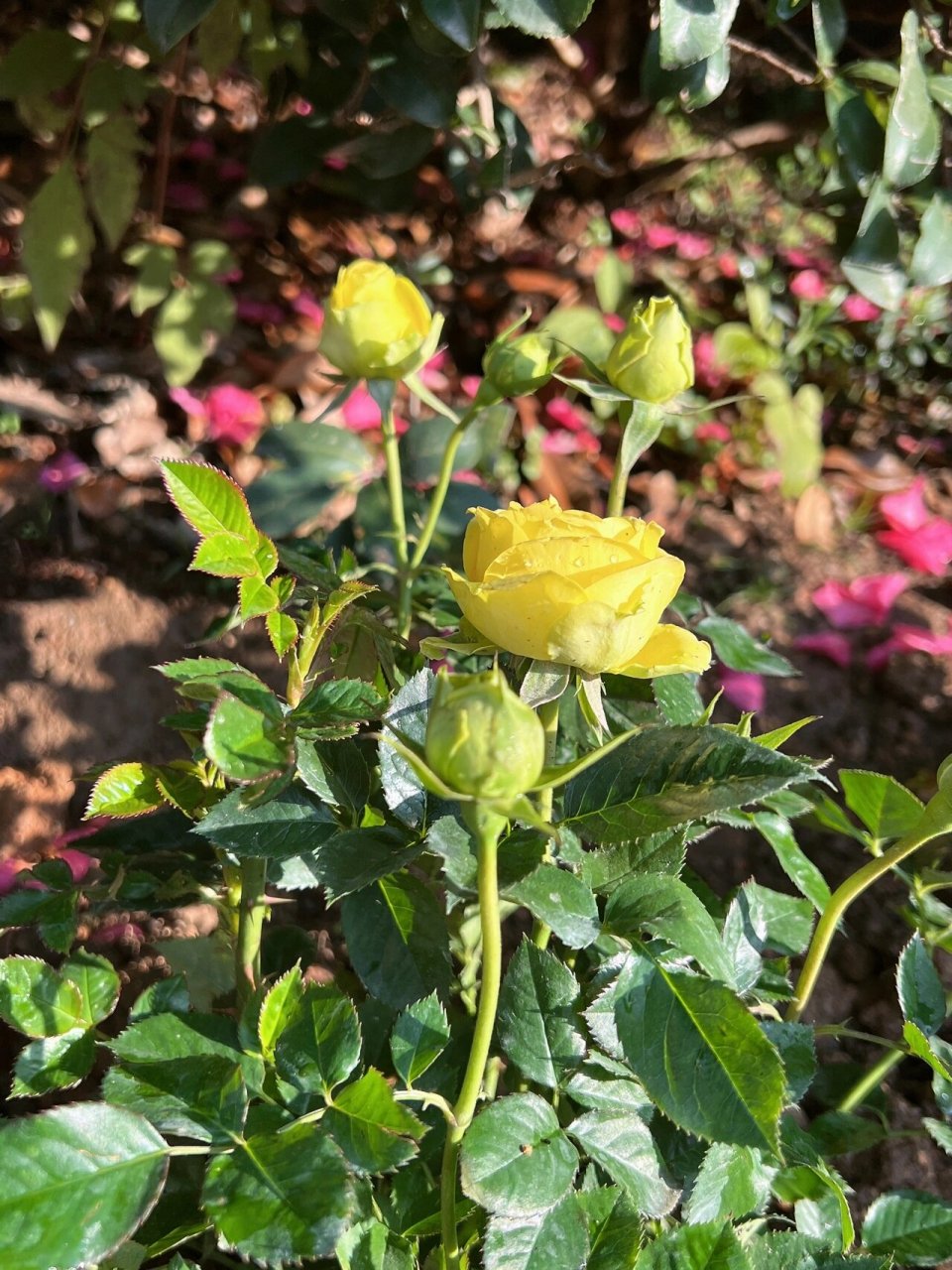 月季 - 绿星 黄绿色的月季 是中小花型 花苞是绿色的 开花后中心就是