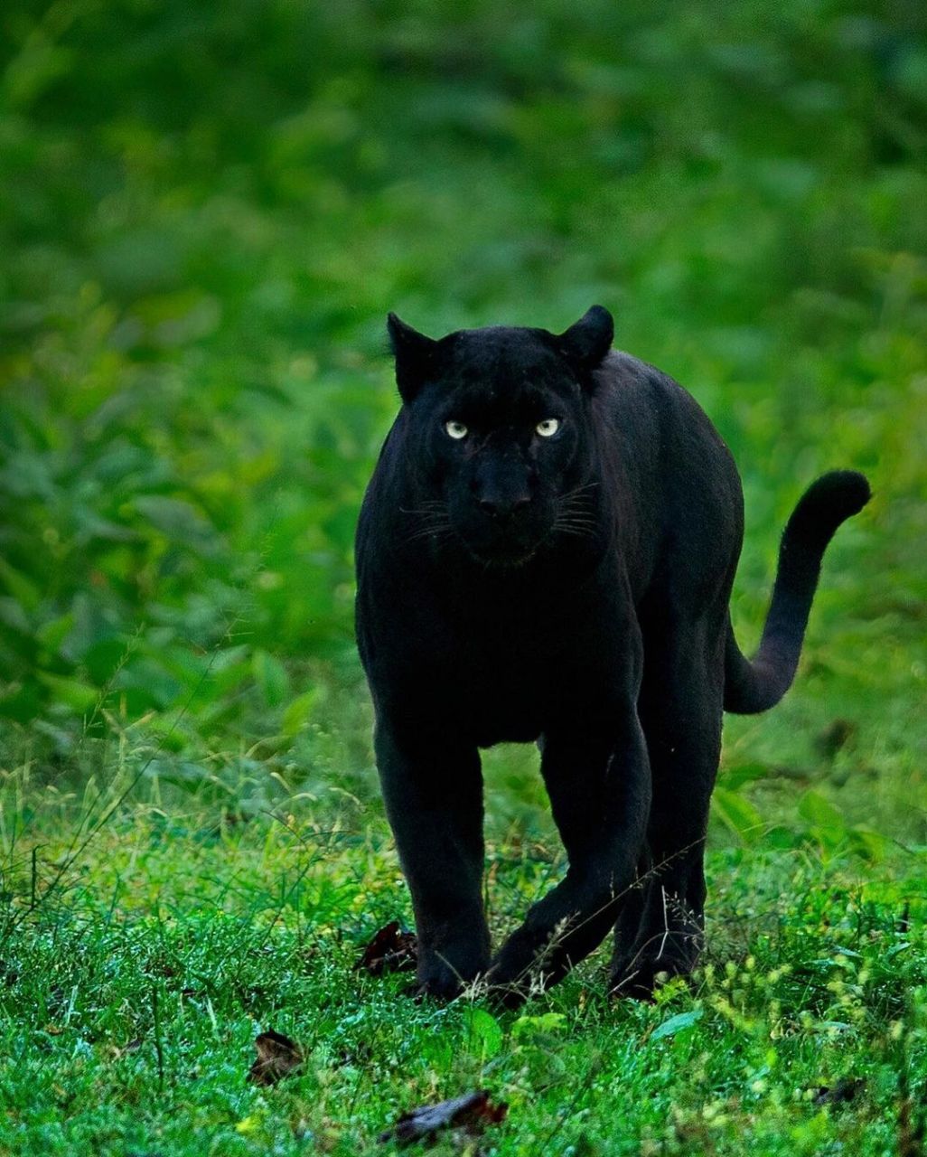 黑豹图鉴,最迷人的还是他那双眼睛.