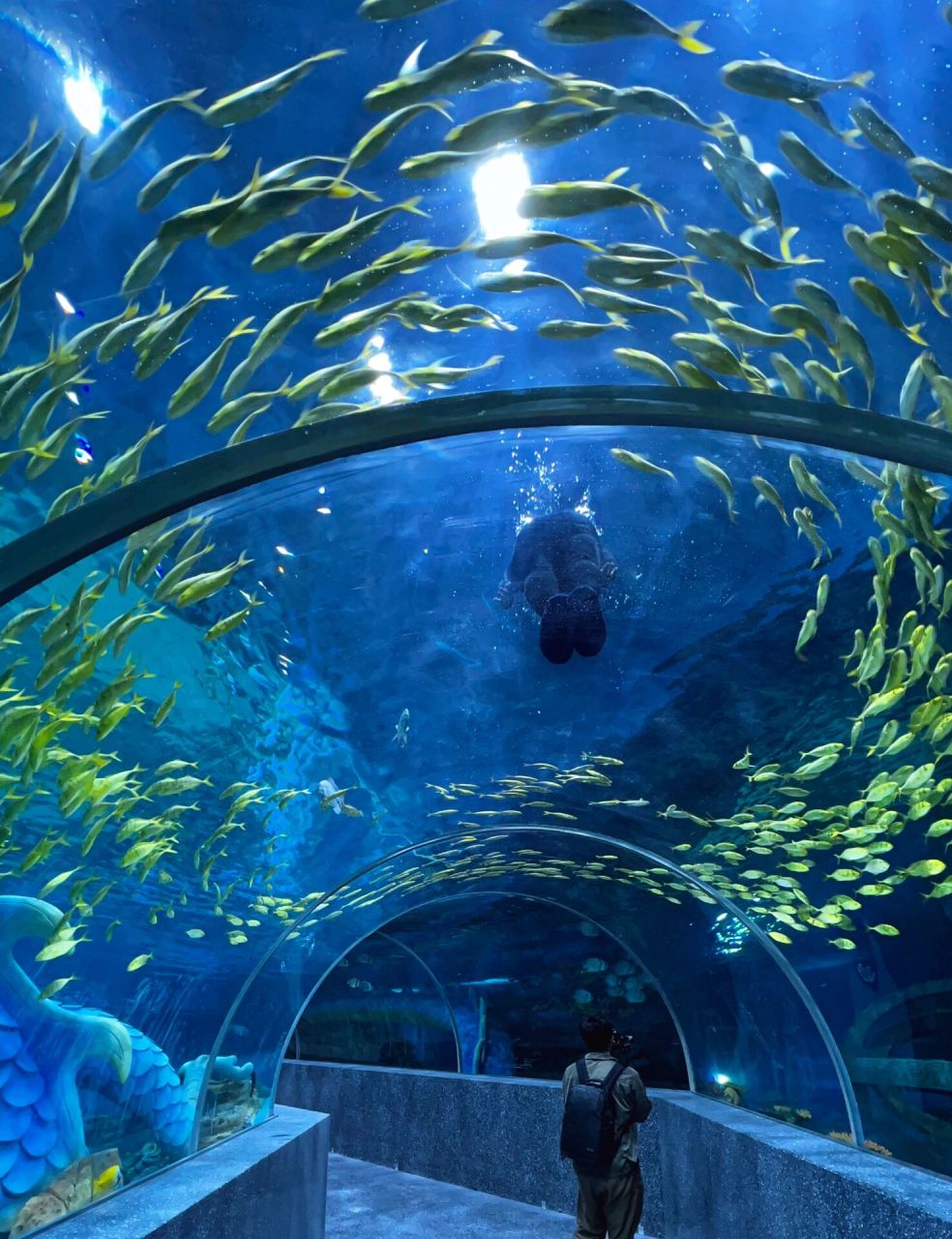 藏在厦门岛内的中鱼视界海洋王国4971529就要开业啦!