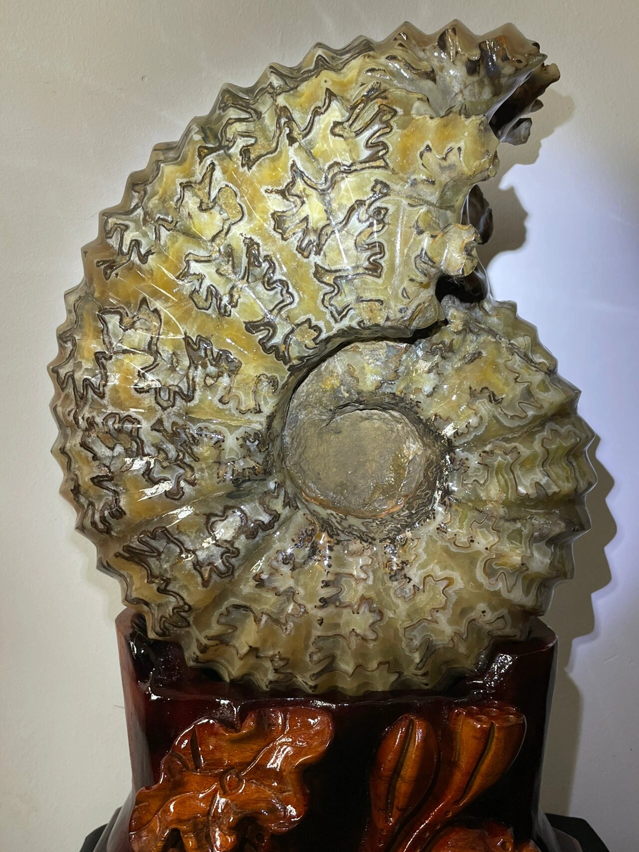 鹦鹉螺为海生无脊椎动物,是极其珍贵的观赏 鹦鹉螺为海生无脊椎动物