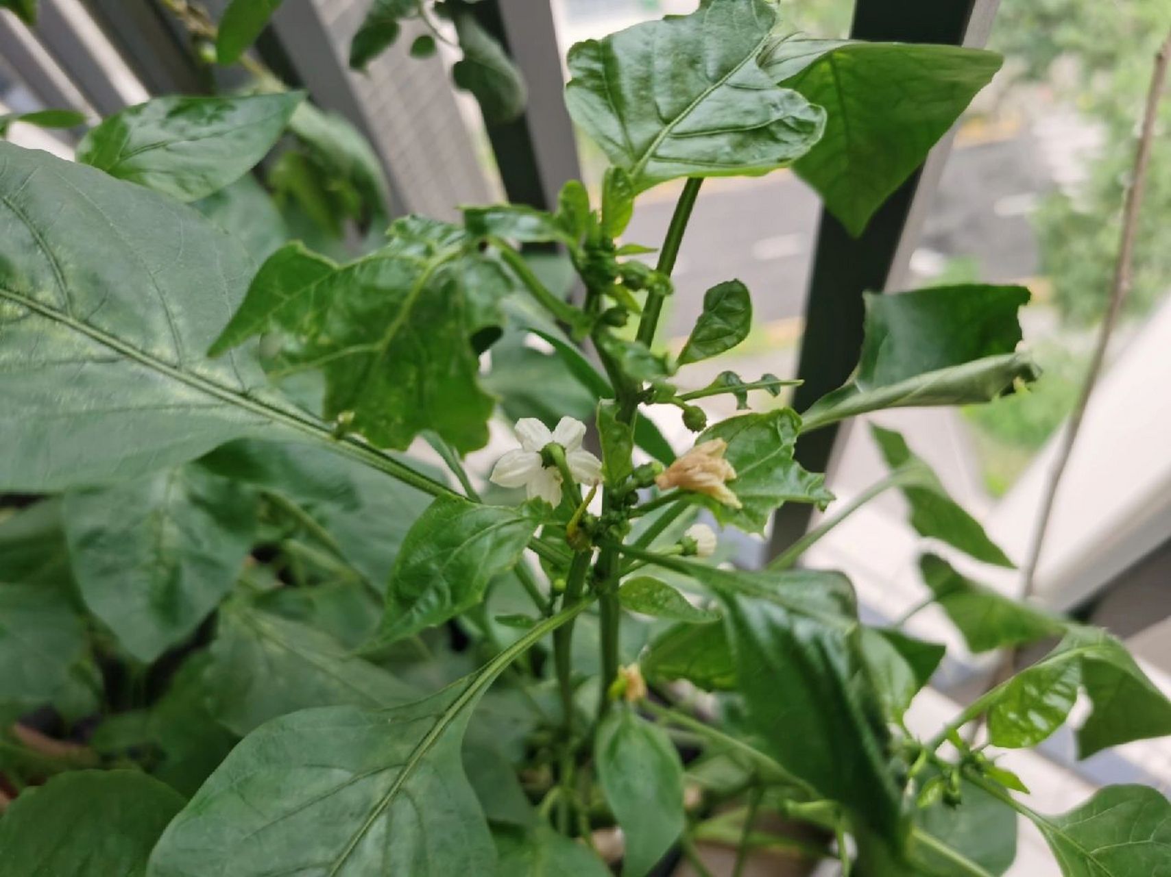 阳台种的辣椒招虫子了,怎么办 今天发现阳台种的辣椒好像招虫子了