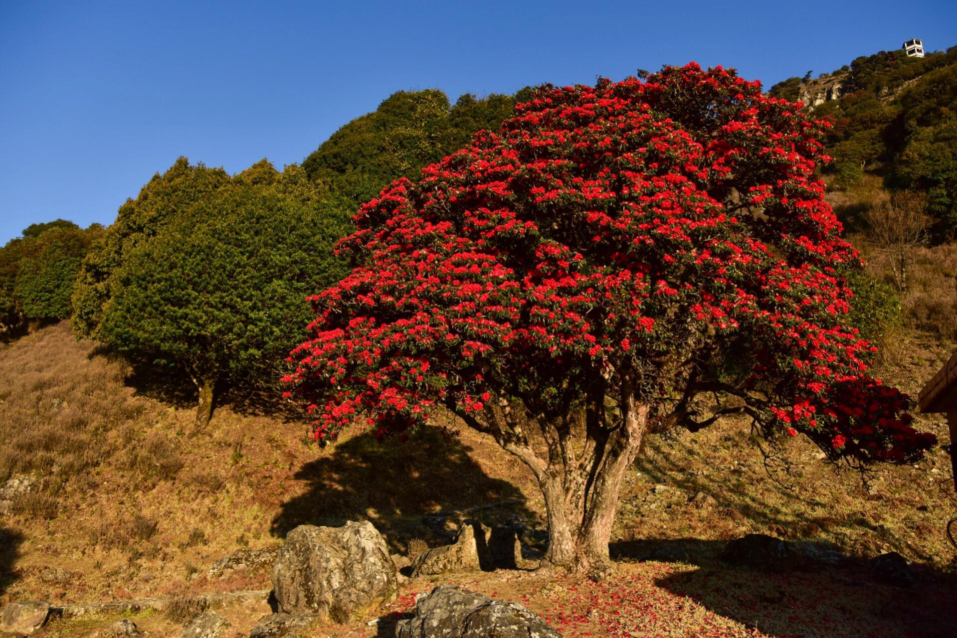 大树马缨花开了 春天到了,山里的大树马缨花杜鹃爆花了,圆了一个小