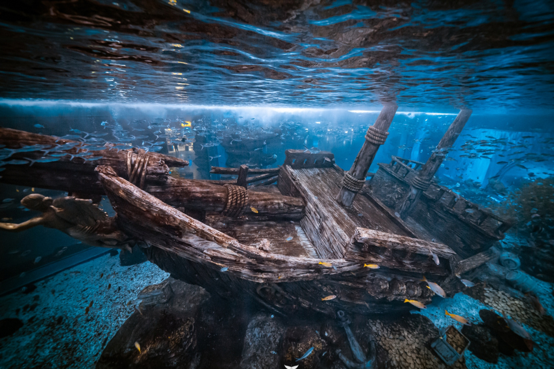 重庆自由潜水|被鲨鱼环绕的水下沉船女神像 沉船一直是我喜爱的水下潜