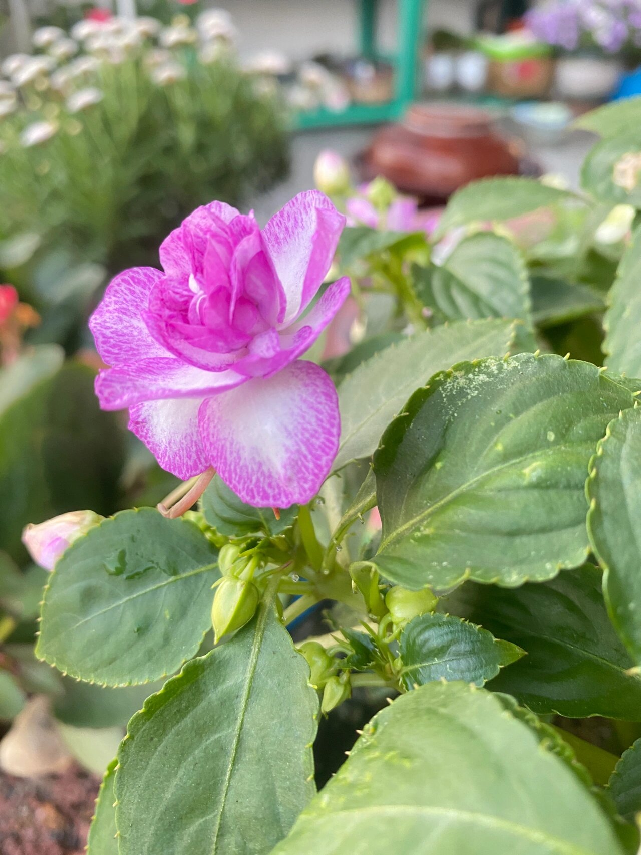 了解这些特点以后,水梅花的养护就不