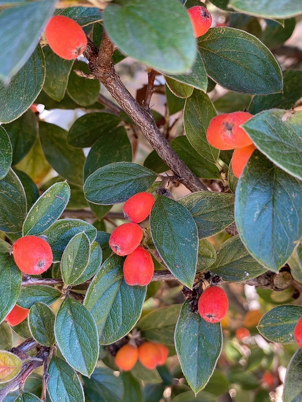 西南栒子的果实是橘红色的90 栒子属种类好多啊,看的眼花缭乱 93