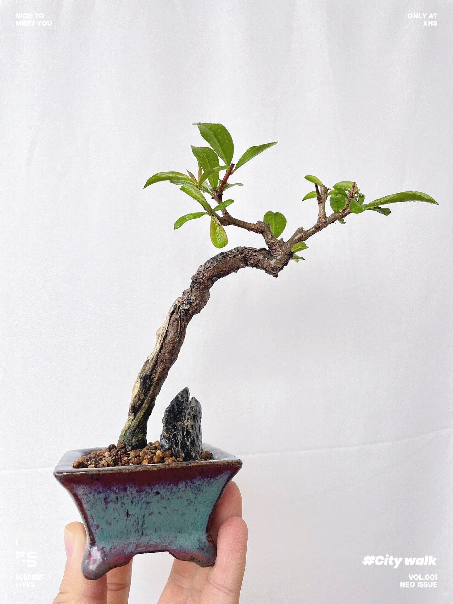 直杆文人带舍利大红袍石榴盆景