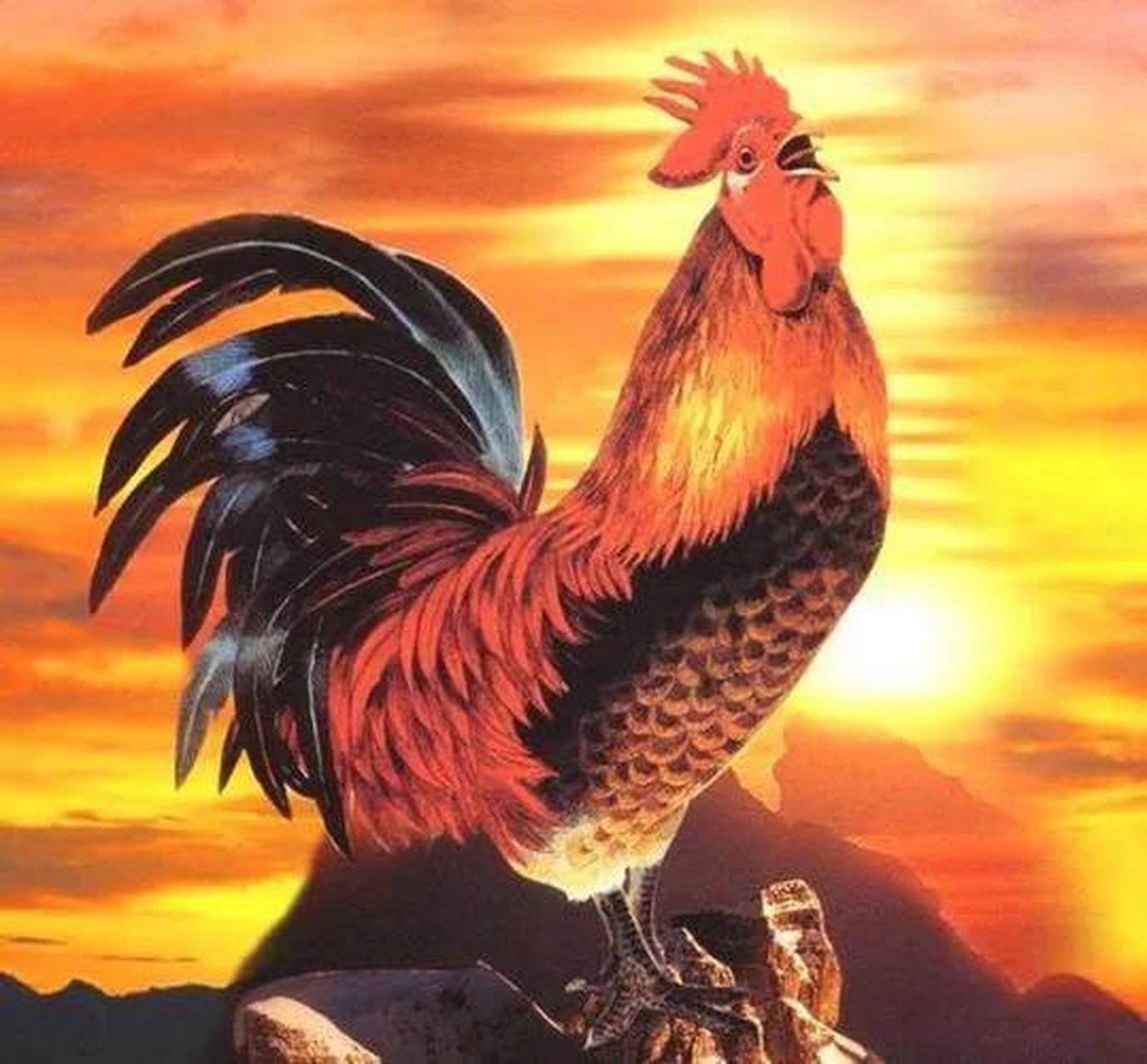 好久没有听到半夜鸡叫了.昨天,开了一天的车,早早就睡下了.