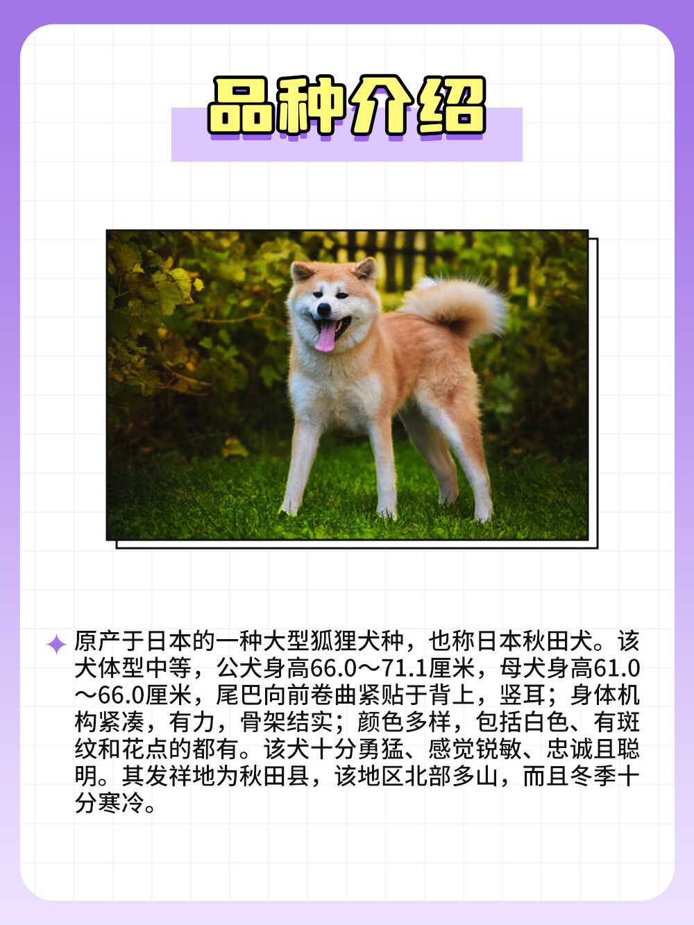 狗狗图鉴—秋田犬