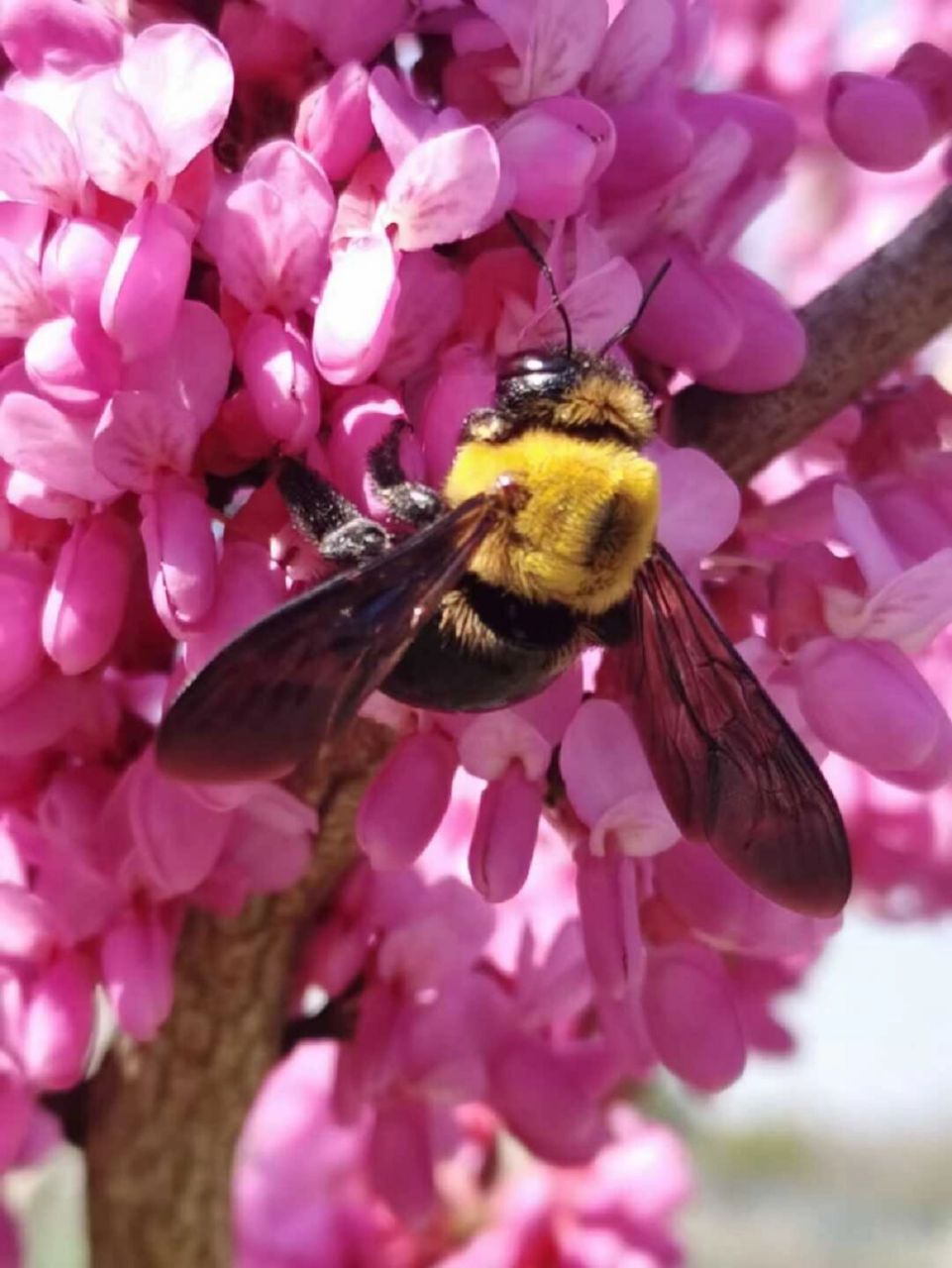 黄胸木蜂——黄胖子 黑熊木蜂又名黄胸木蜂(xylo copa appendiculata