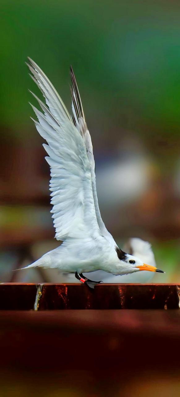 又名黑嘴端凤头燕鸥,神话之鸟,是世界上最濒危的鸟种之一,是鸥科鸟类