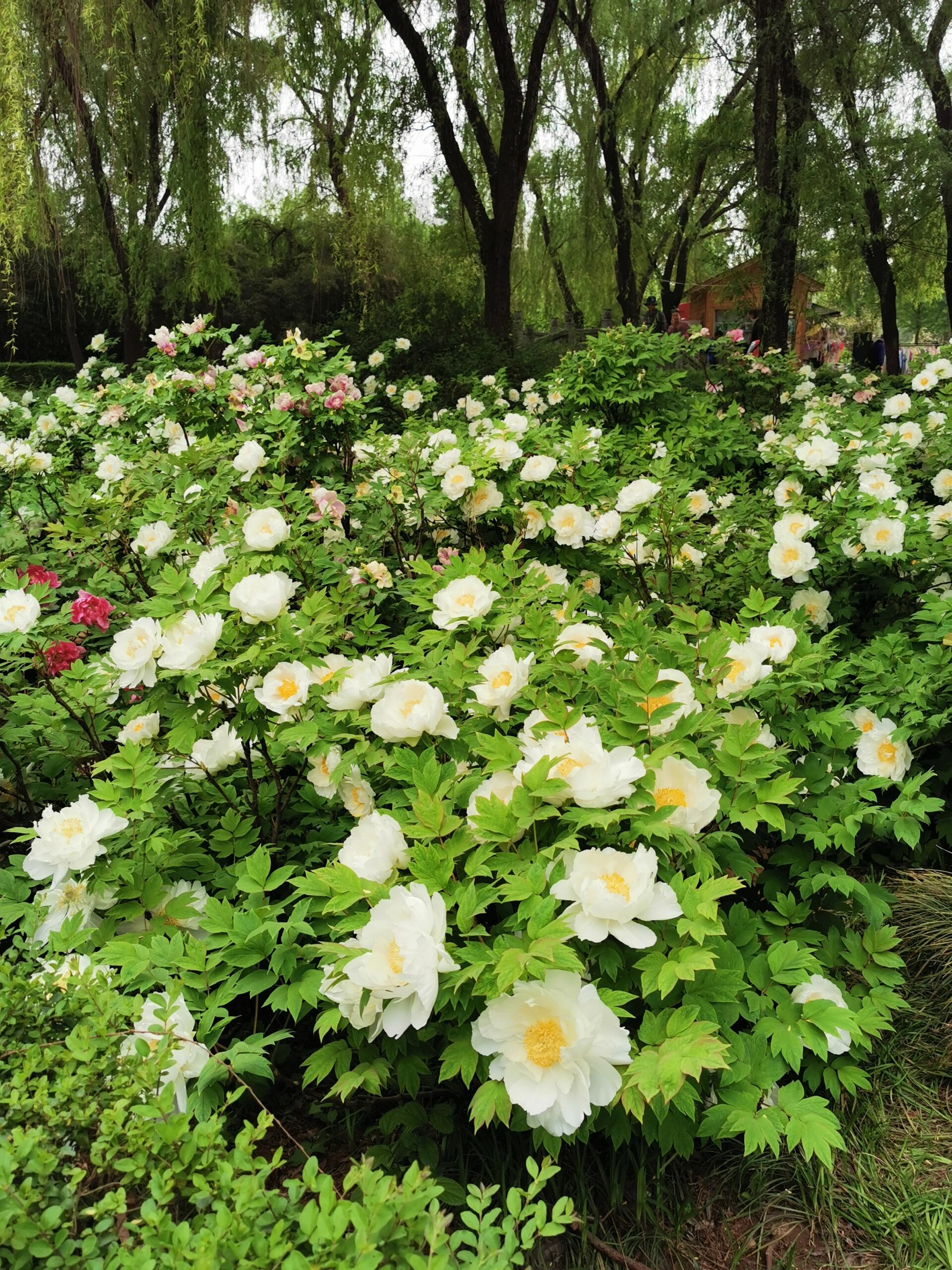 唯一纯白的牡丹花