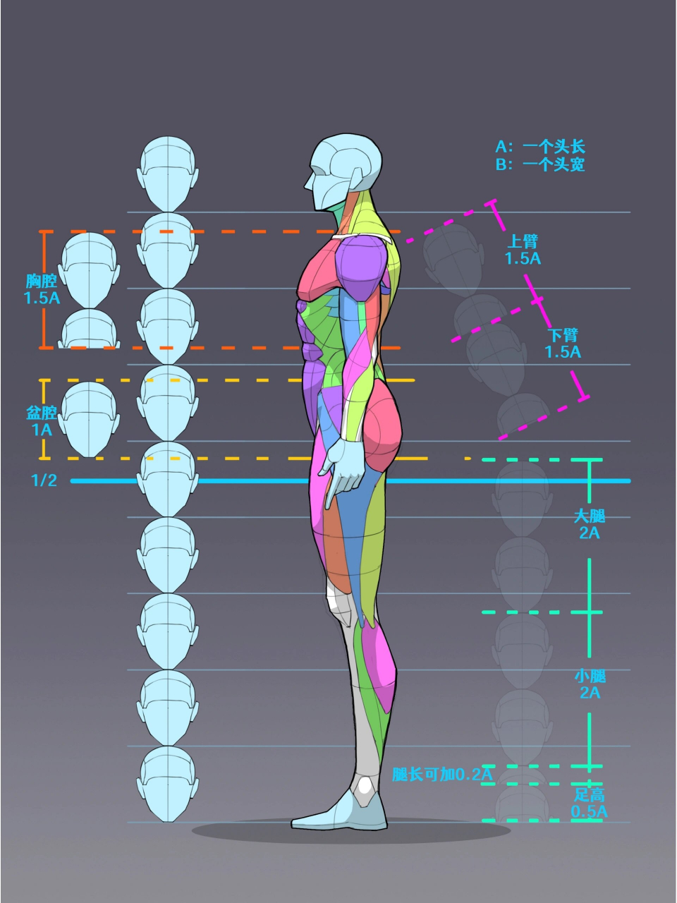 男人体侧视图39/100 男人体三视图有需要的可以蹲一波哦