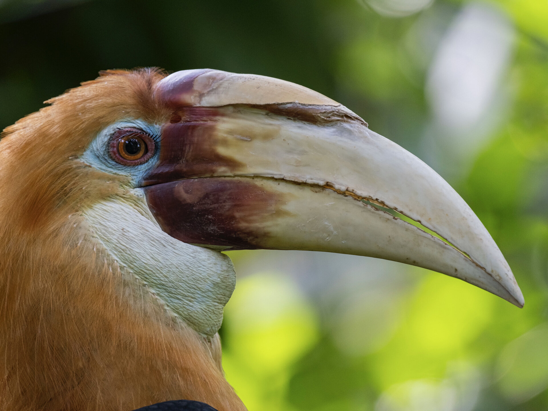 花冠皱盔犀鸟 飞禽公园拍摄