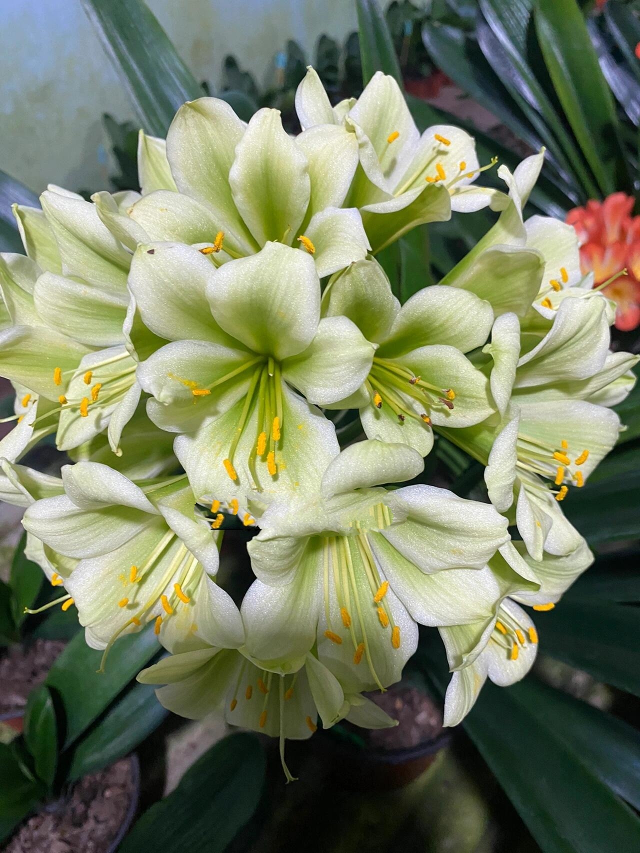 绿花君子兰