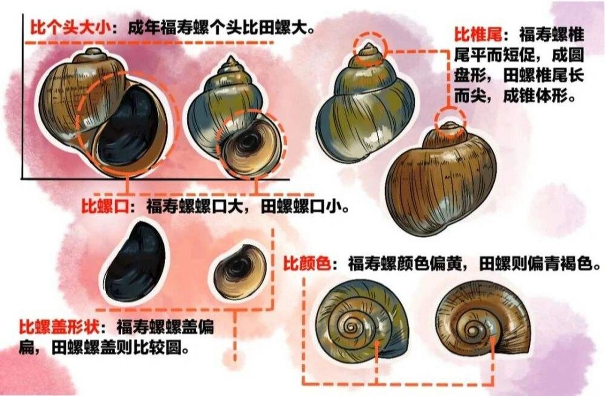 海螺分类图片和名称图片
