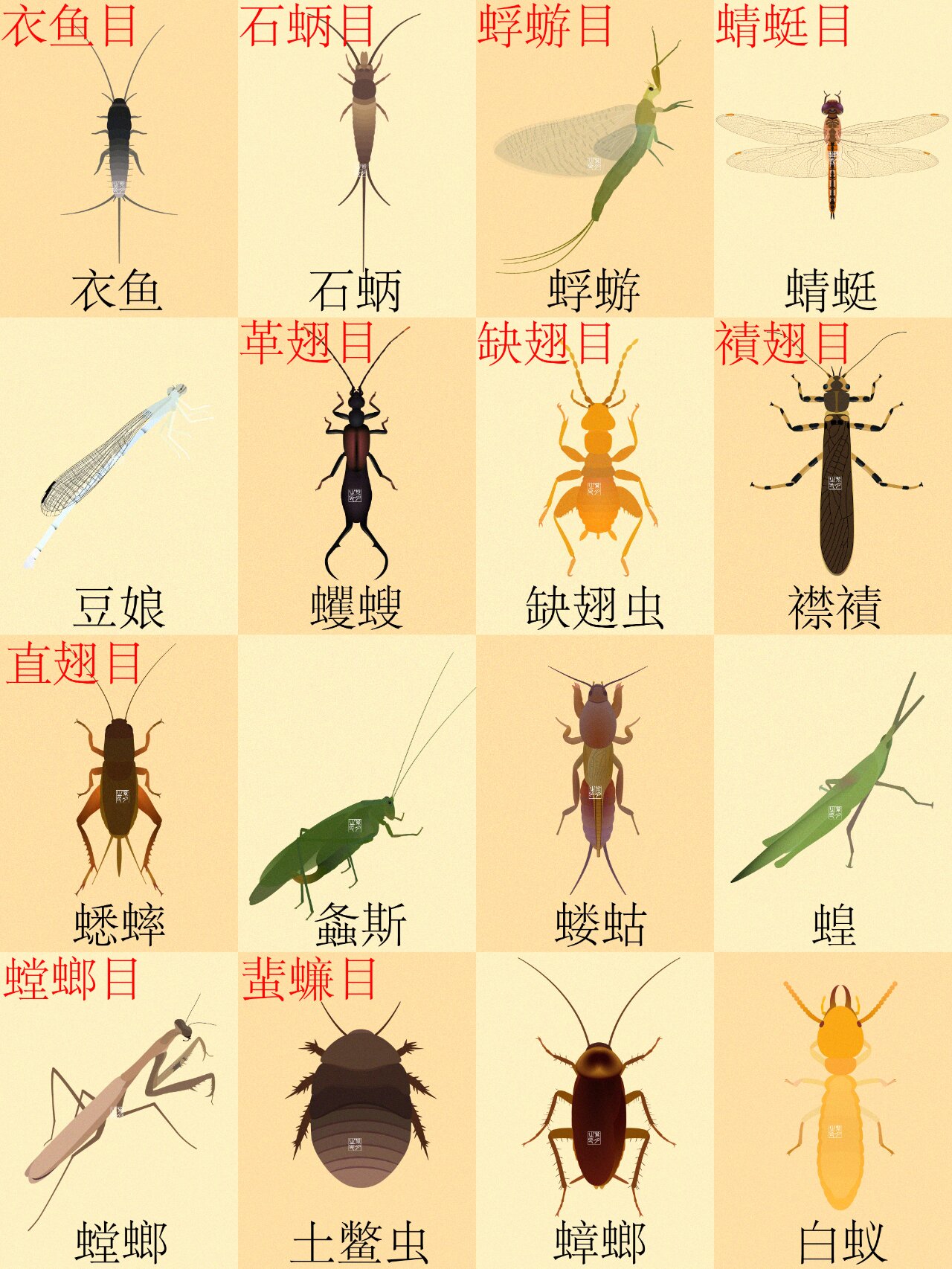 【合集】我国常见的80种昆虫