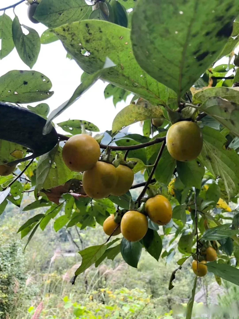 秋天来了,柿子树上的果子一个个地红了.