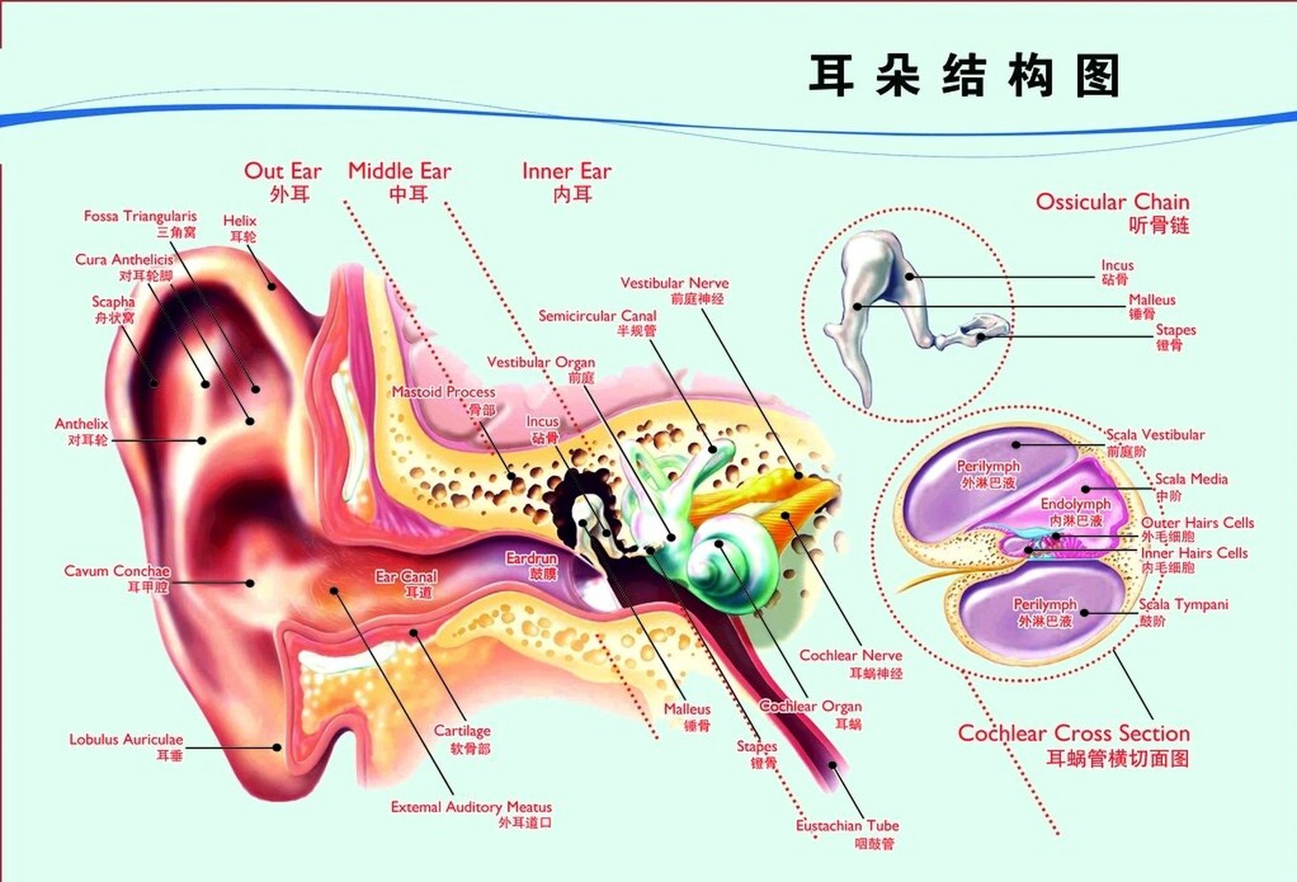 耳朵的解剖结构分为三个部分,外耳,中耳和内耳,具体内容如下: 1,外耳