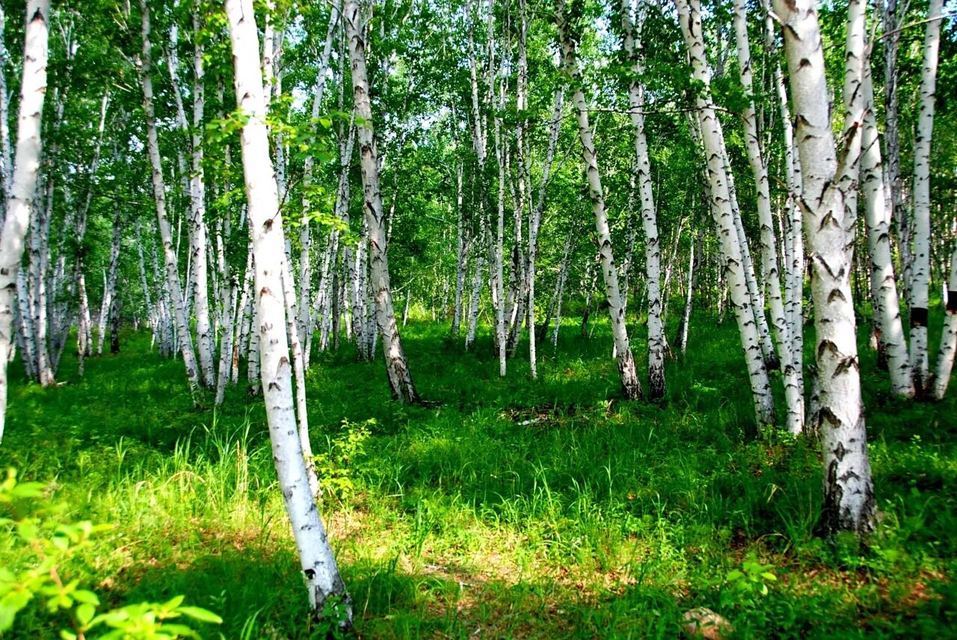内蒙古呼伦贝尔白桦林 白桦林景区属于内蒙古呼伦贝尔额尔古纳,占地