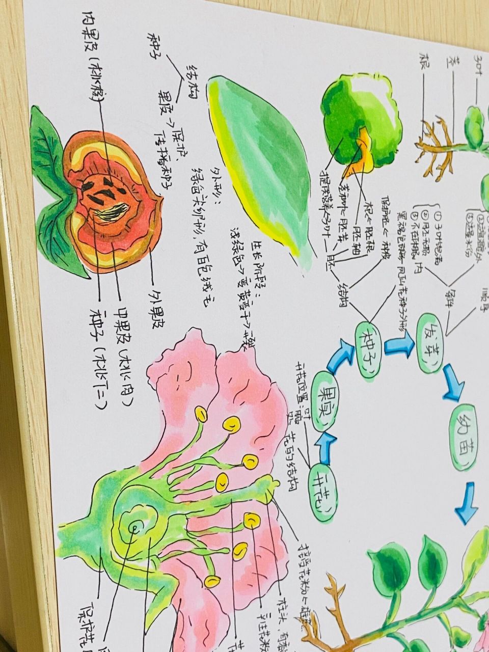 种植凤仙花课堂笔记图片