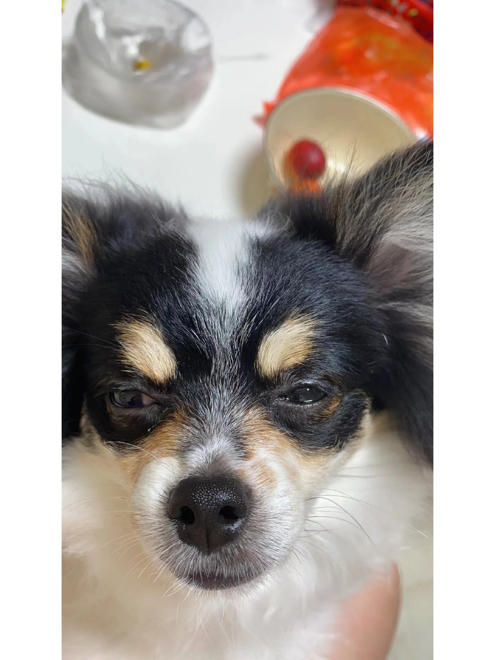 狗狗眯眯眼,不可忽视