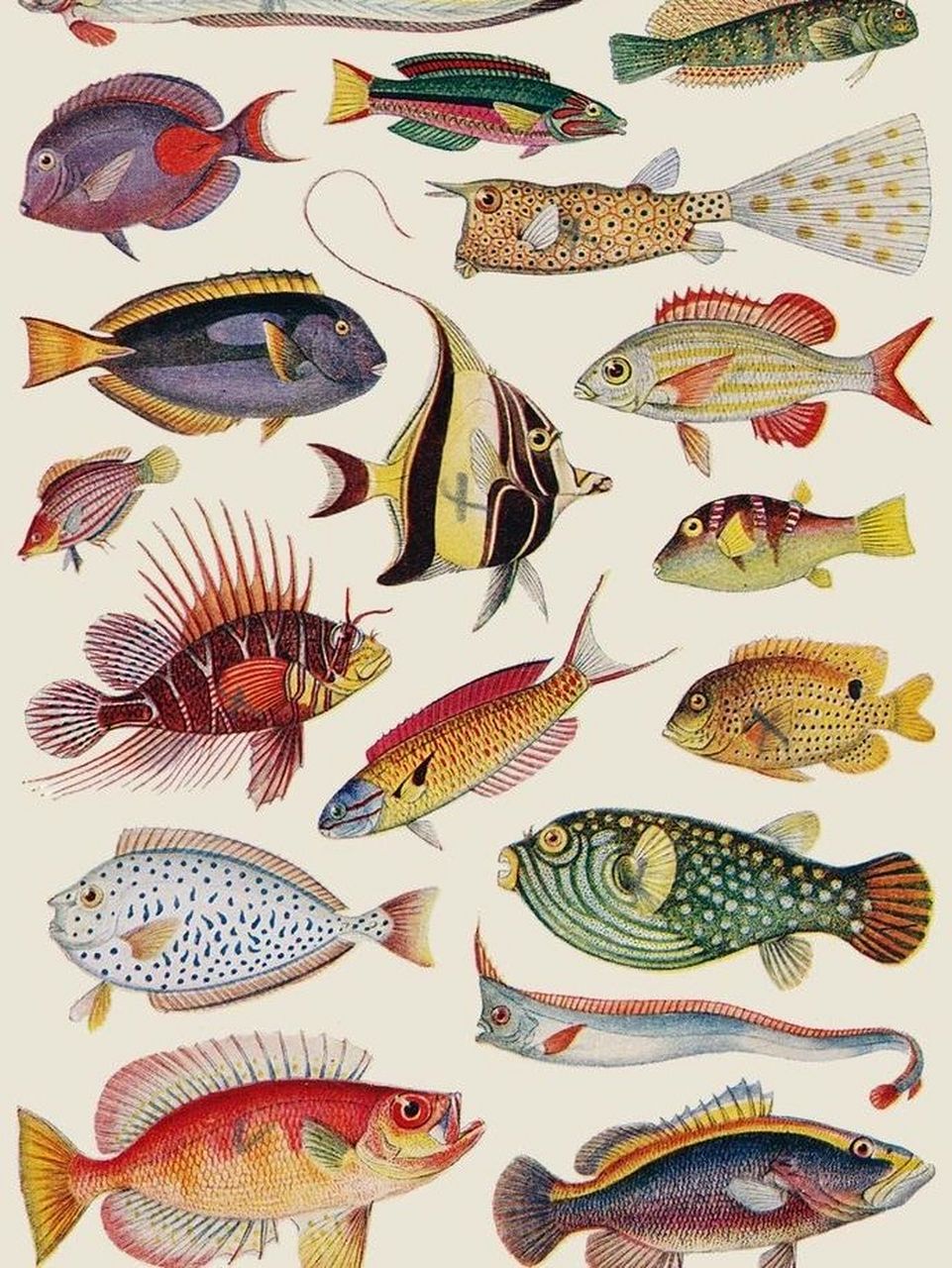 美术课好用的鱼素材图片