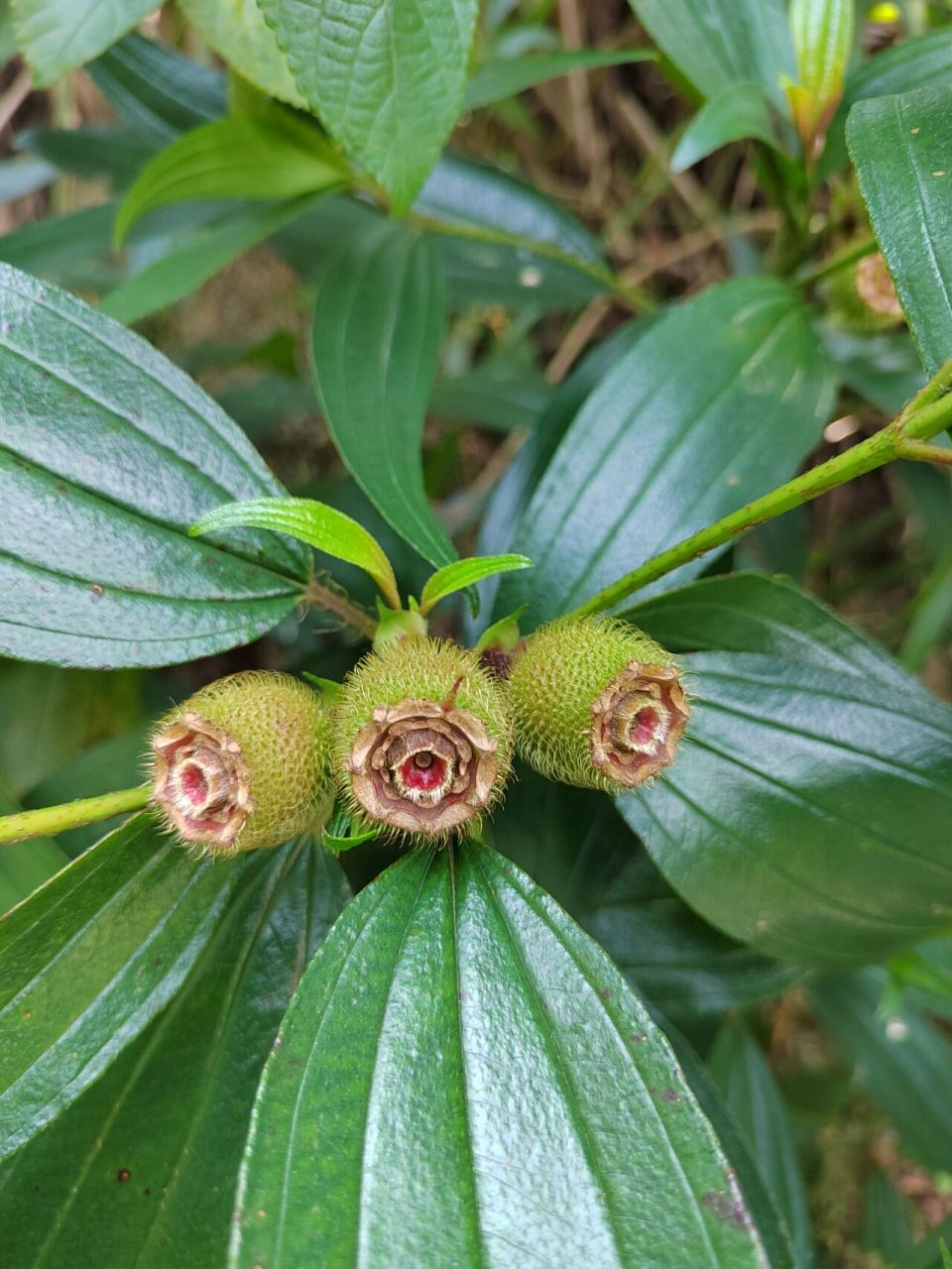 毛菍又称毛稔 又称毛稔,开口枣,甜娘,大红英等,野牡丹科野牡丹属,我国
