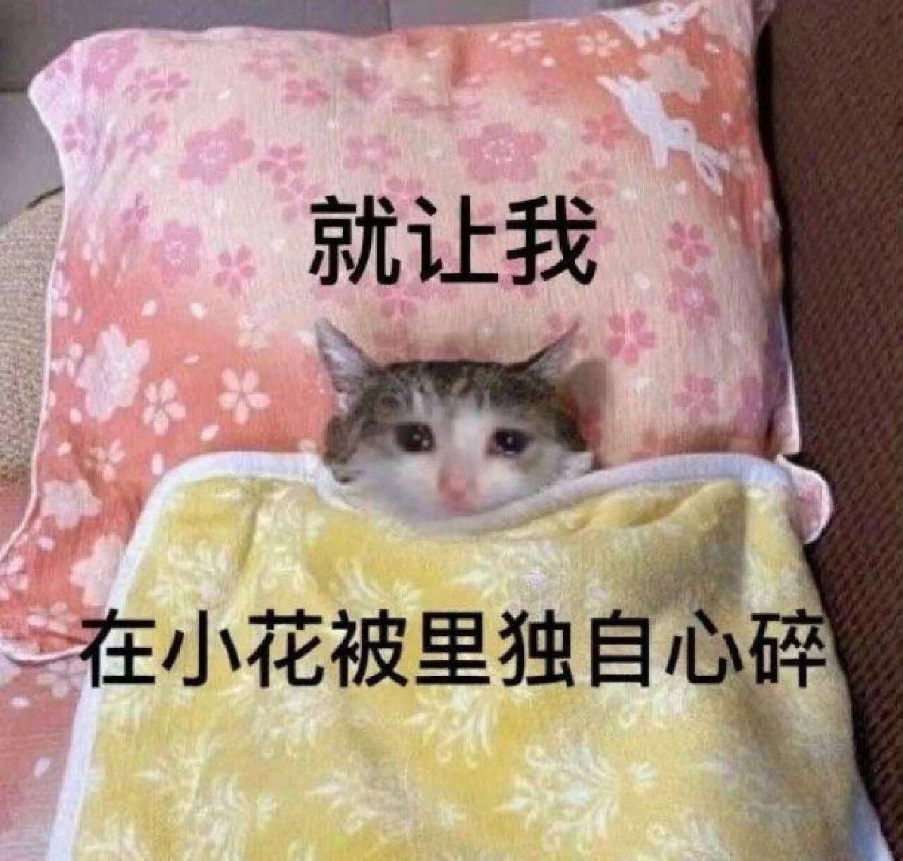 心碎了猫猫我啊