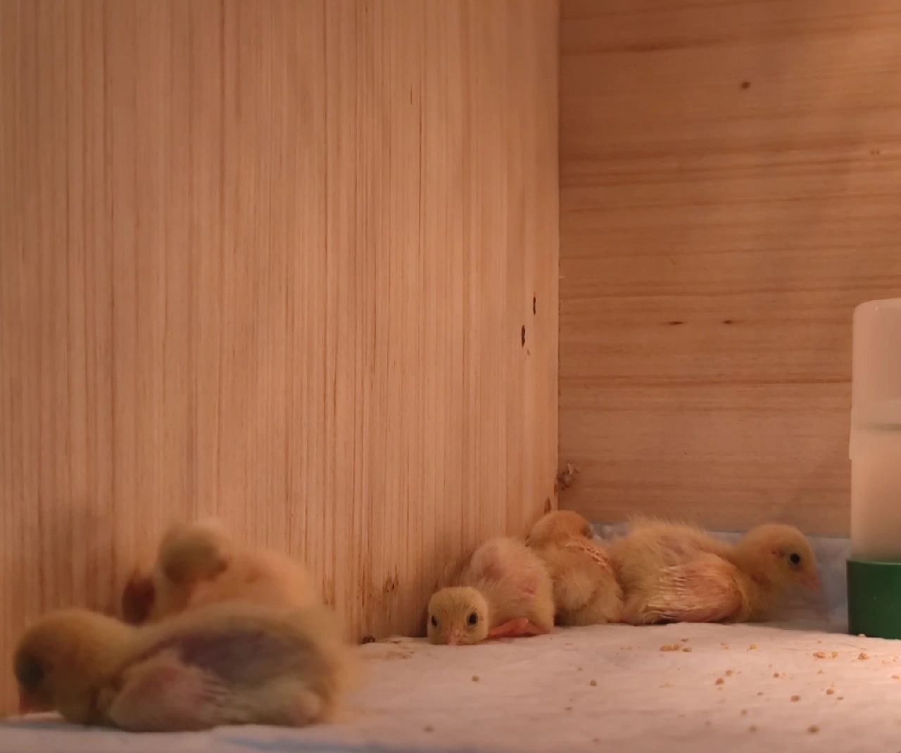 芦丁鸡小鸡育雏!亲测脱温过程