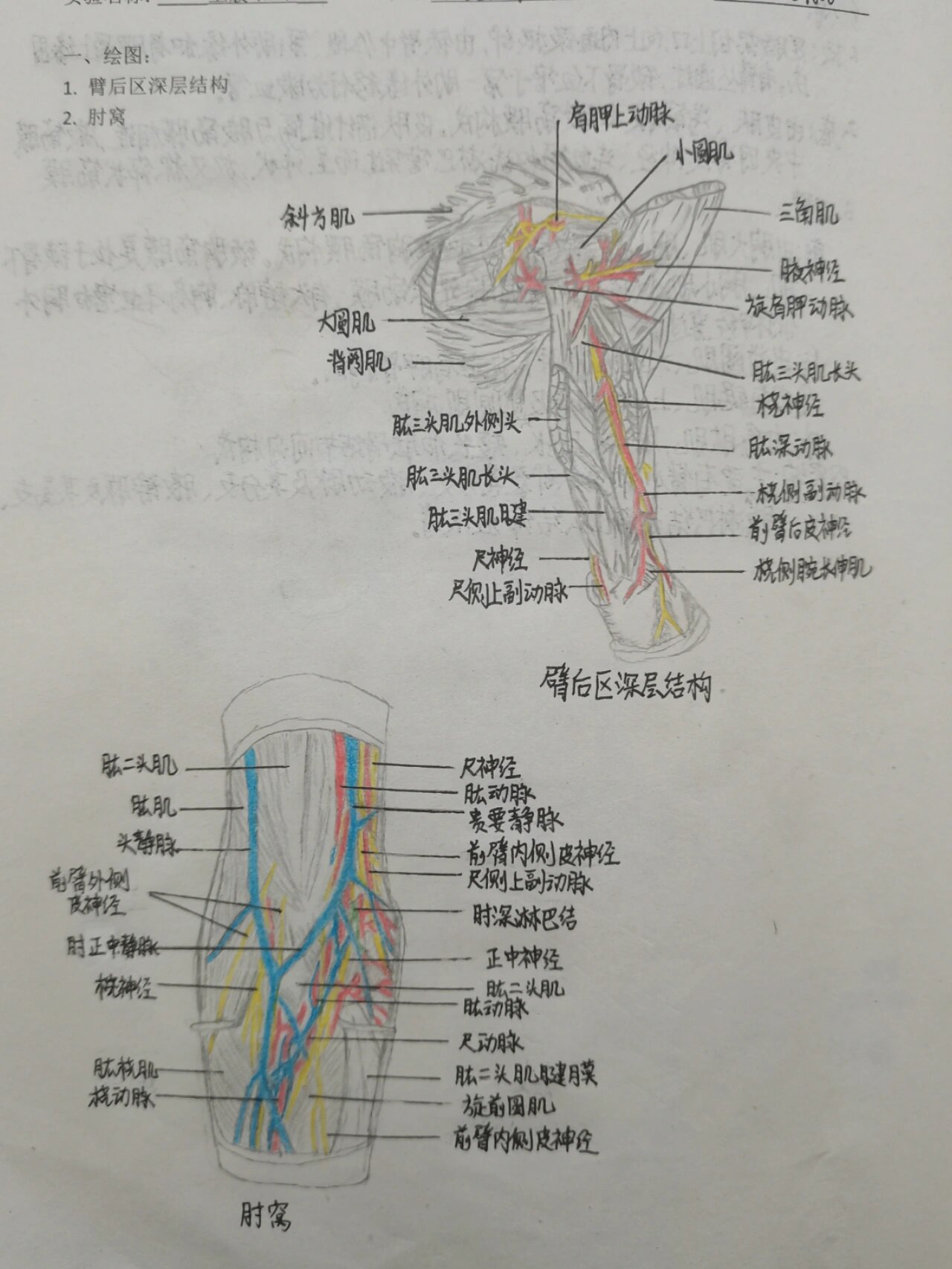 腋窝解剖图手绘图片