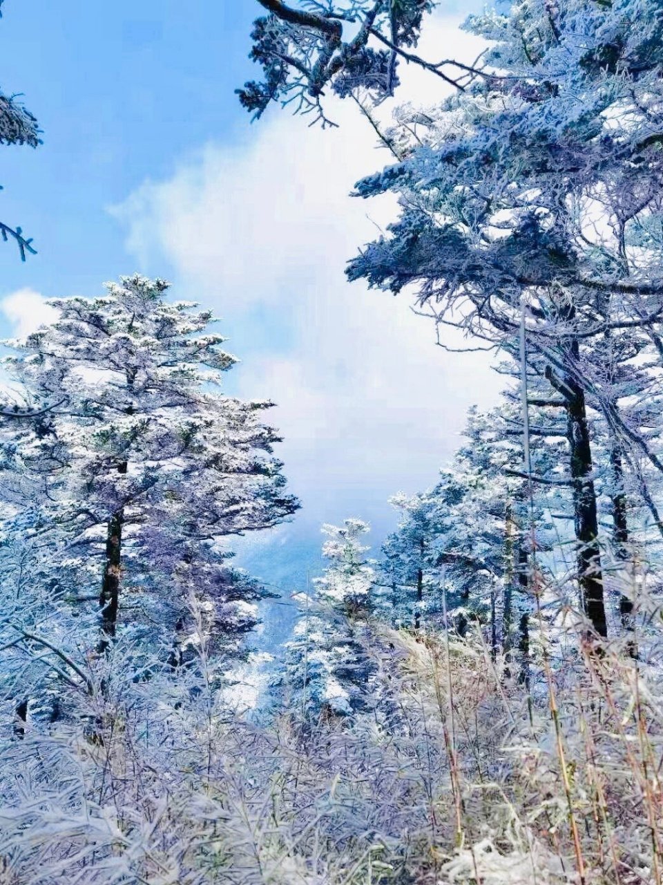 高山晶莹雪图片