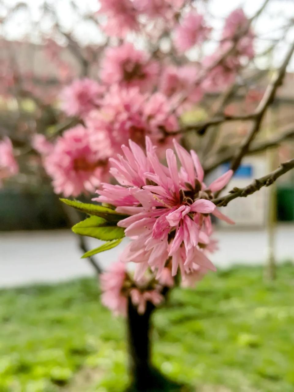 菊花桃图片及价格图片