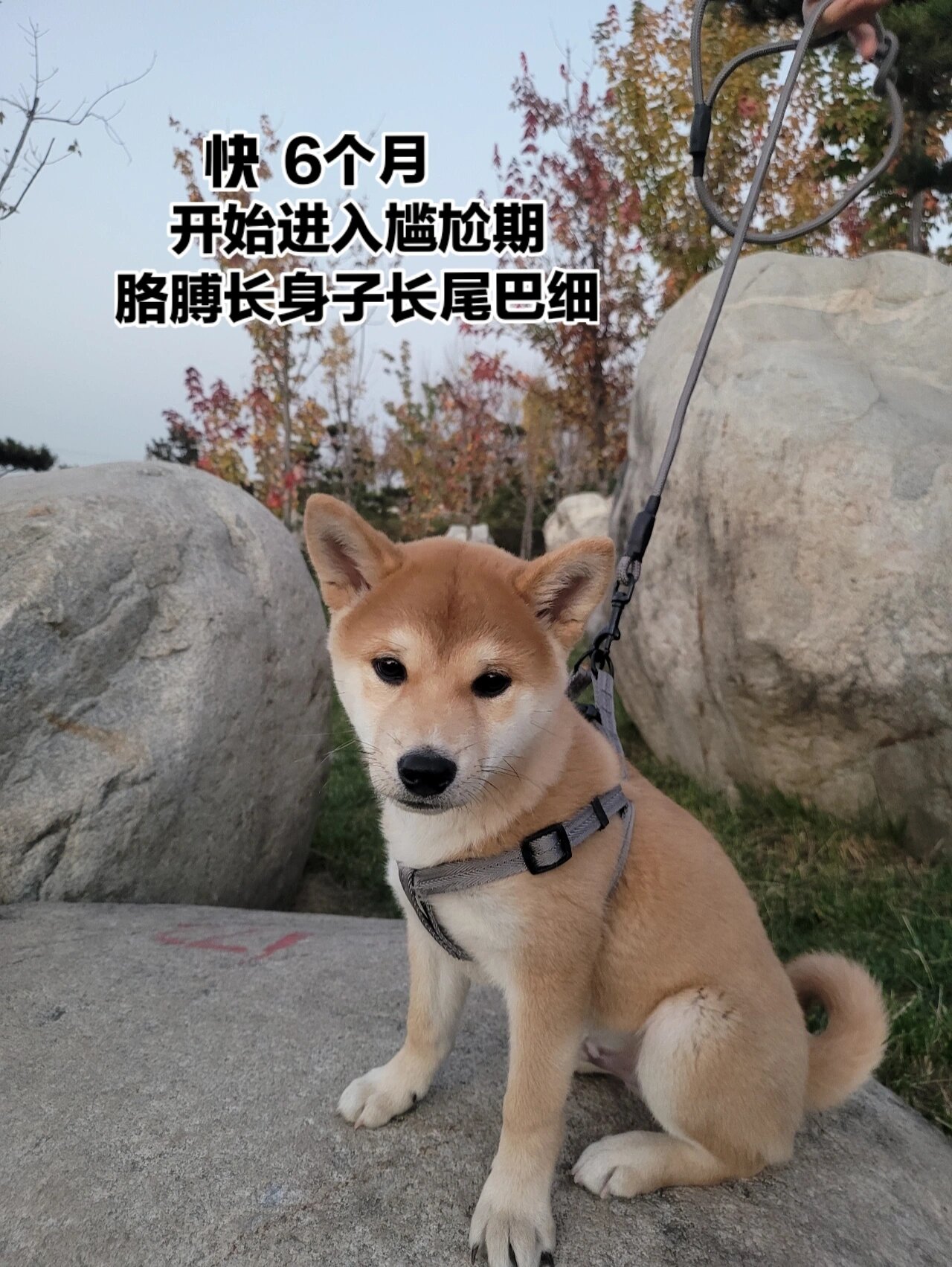 柴犬的尴尬期图片