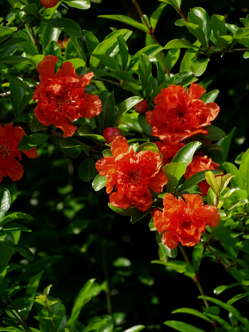 "石榴花",拍摄于城东公园.
