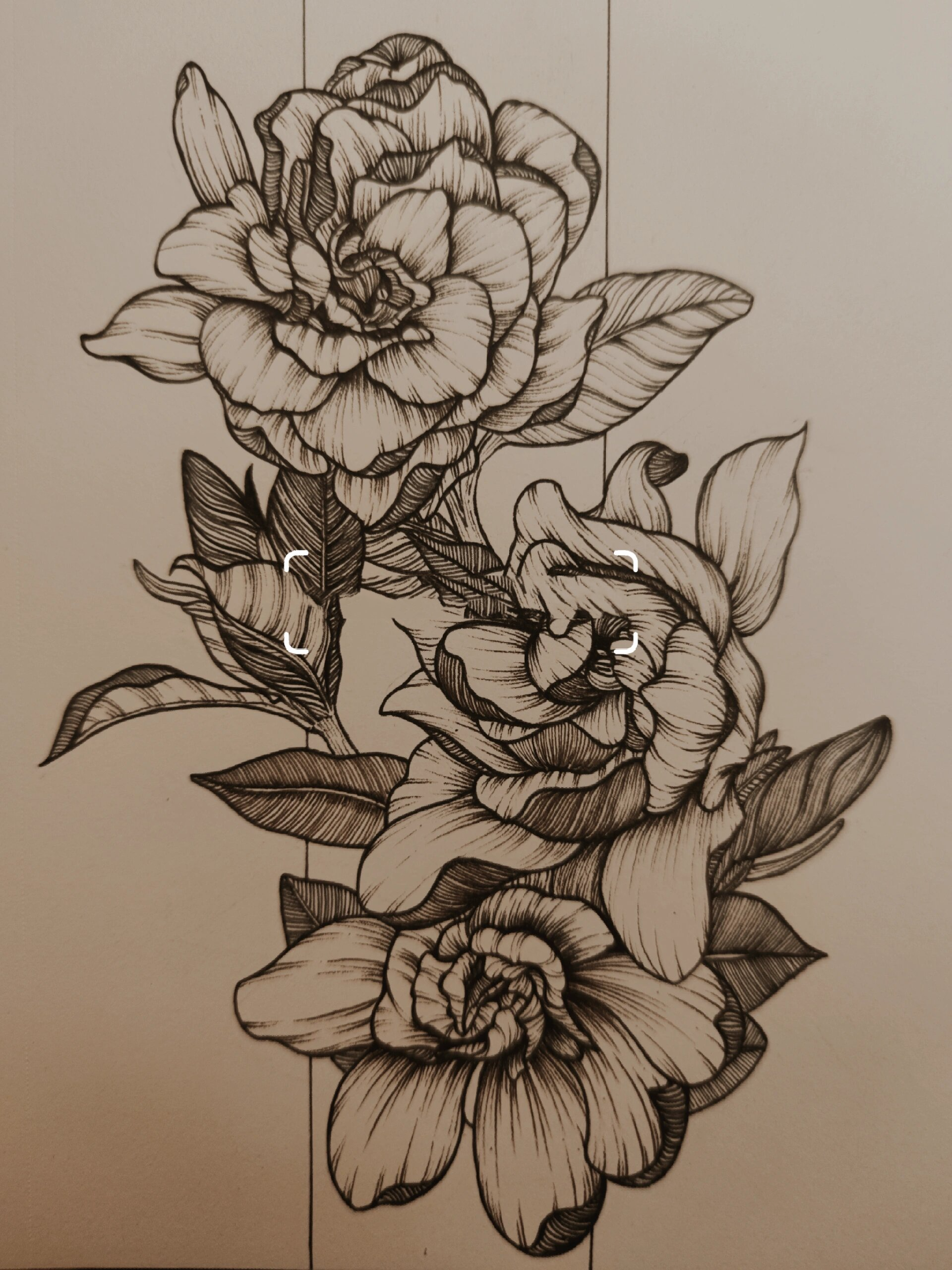 线描(72/100)花卉篇|栀子花(附过程图)