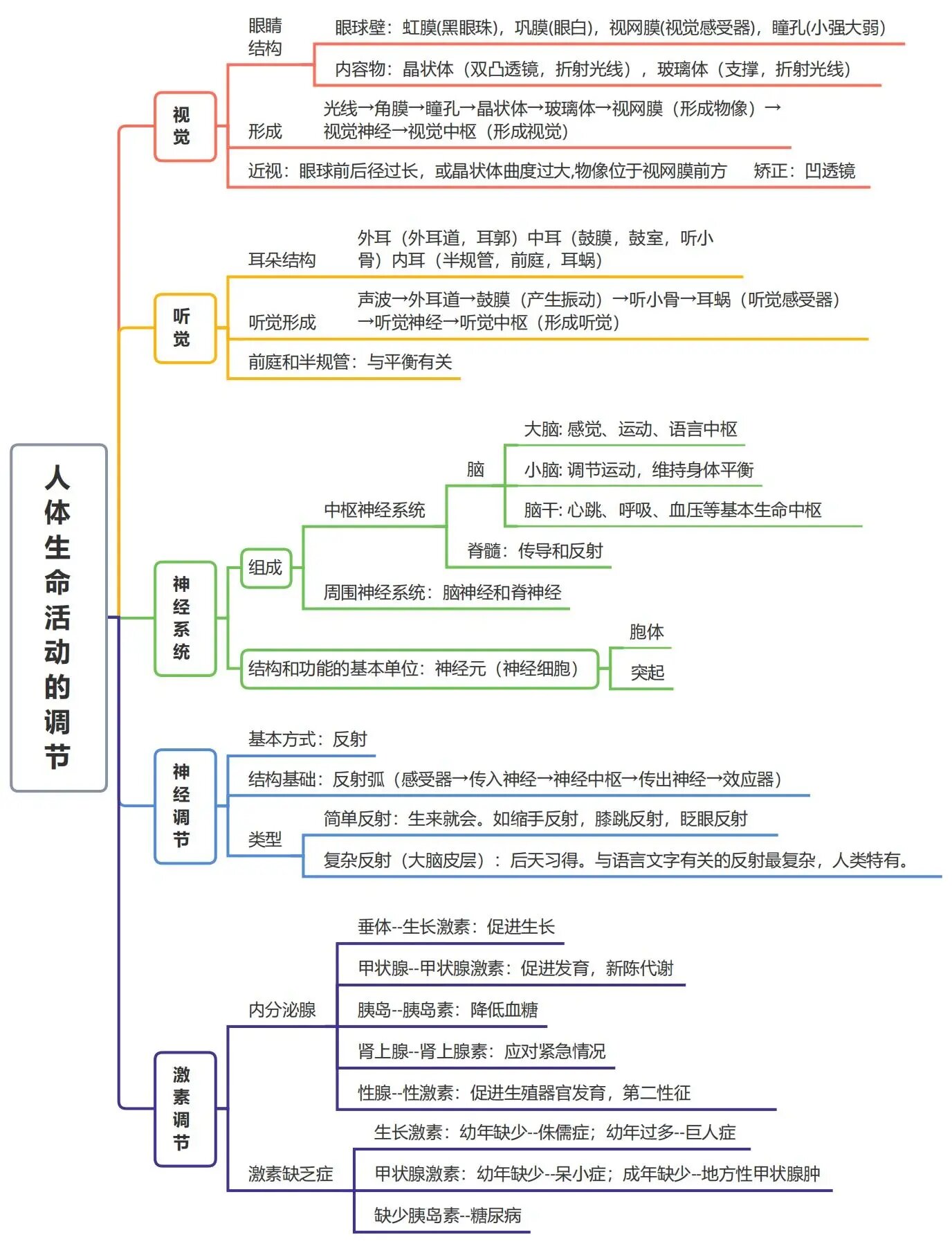 思维导图八 人体生命活动的 @一贫如洗懒洋洋的动态