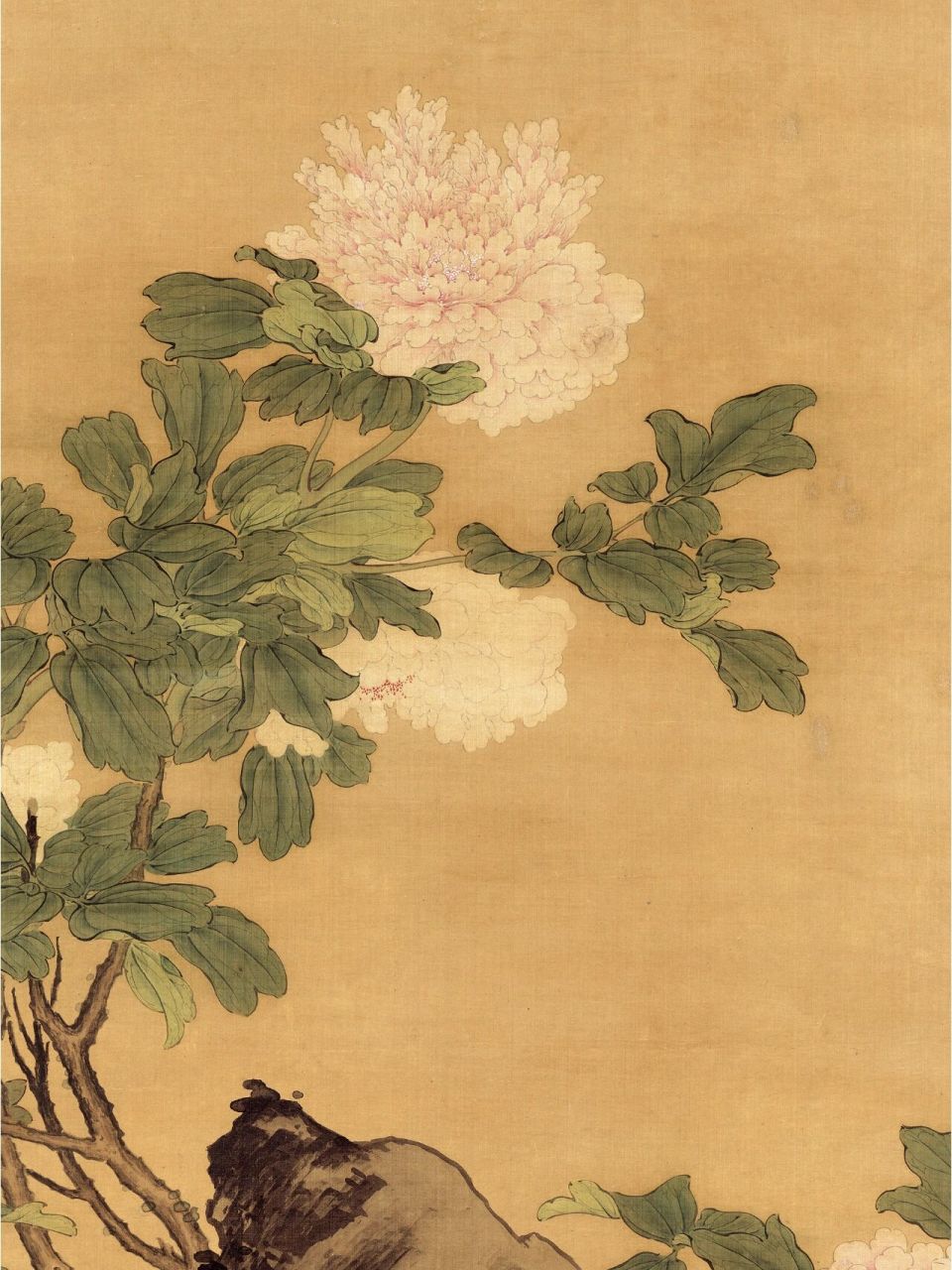 清朝樊圻《牡丹图》 牡丹以淡墨双钩,施以淡彩渲染,有"没骨"之韵.