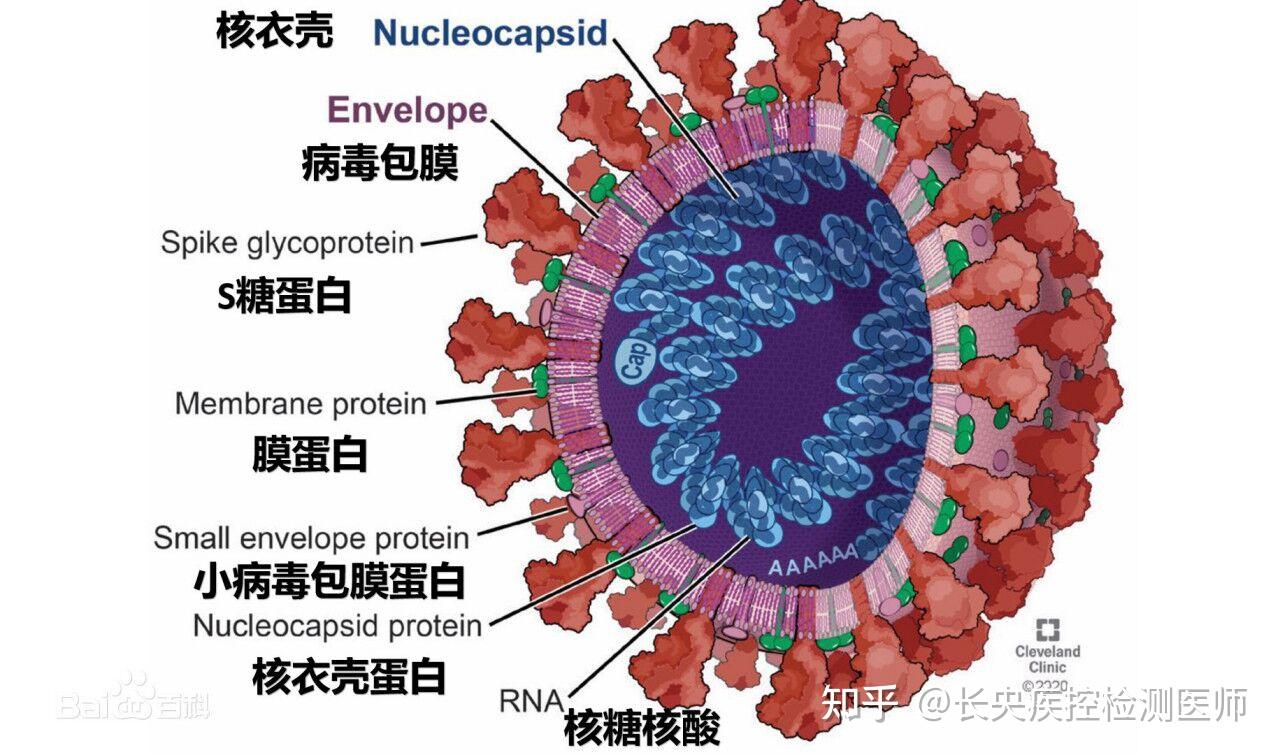 艾滋病毒样子图片