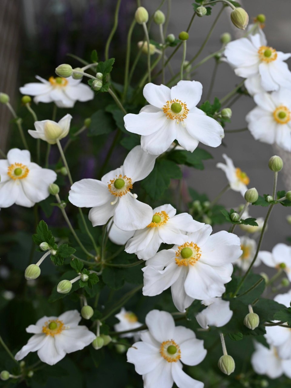 打破碗花花 打破碗花花(学名:anemone hupehensis02lemoine),是毛茛