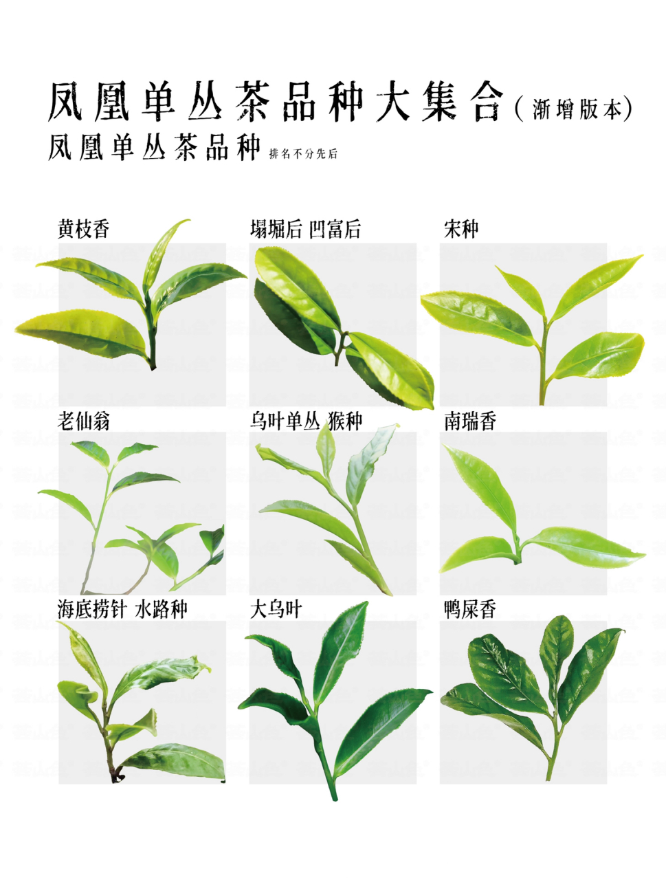 一图看懂凤凰单丛茶品种,吐血整理,陆续增 该篇为福利贴!