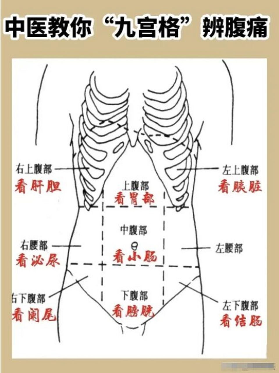 女性左中腹疼痛位置图图片