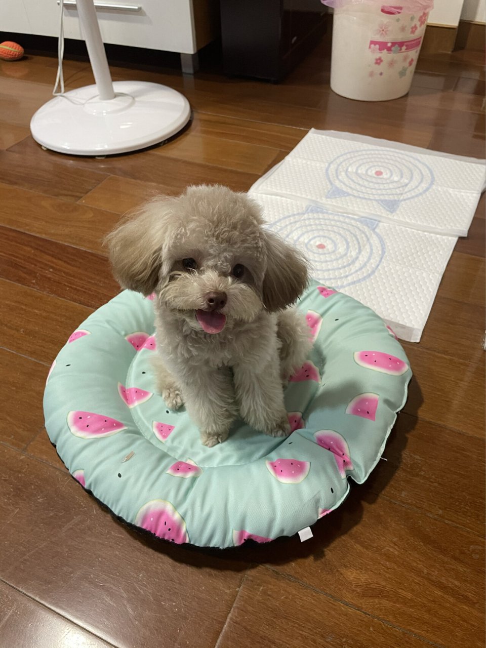 奶咖色泰迪93养着养着就大变样了,过了尴尬期怎么都可爱