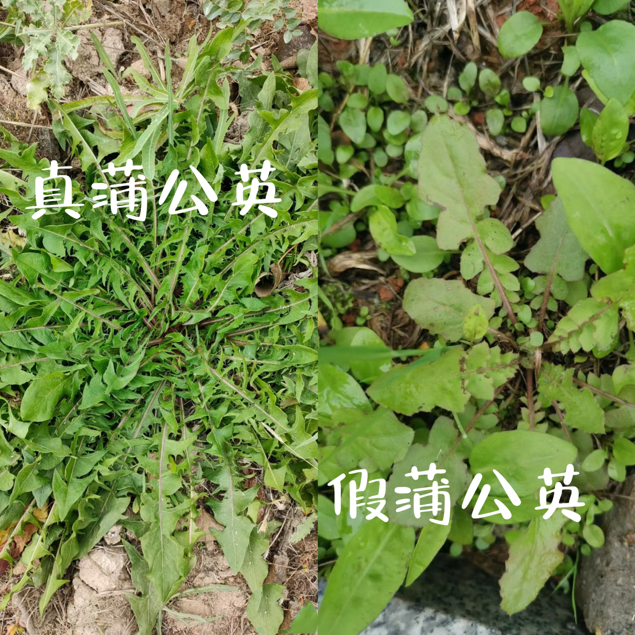 真假蒲公英图片对比 分辨真蒲公英採开有乳白色液,空心.